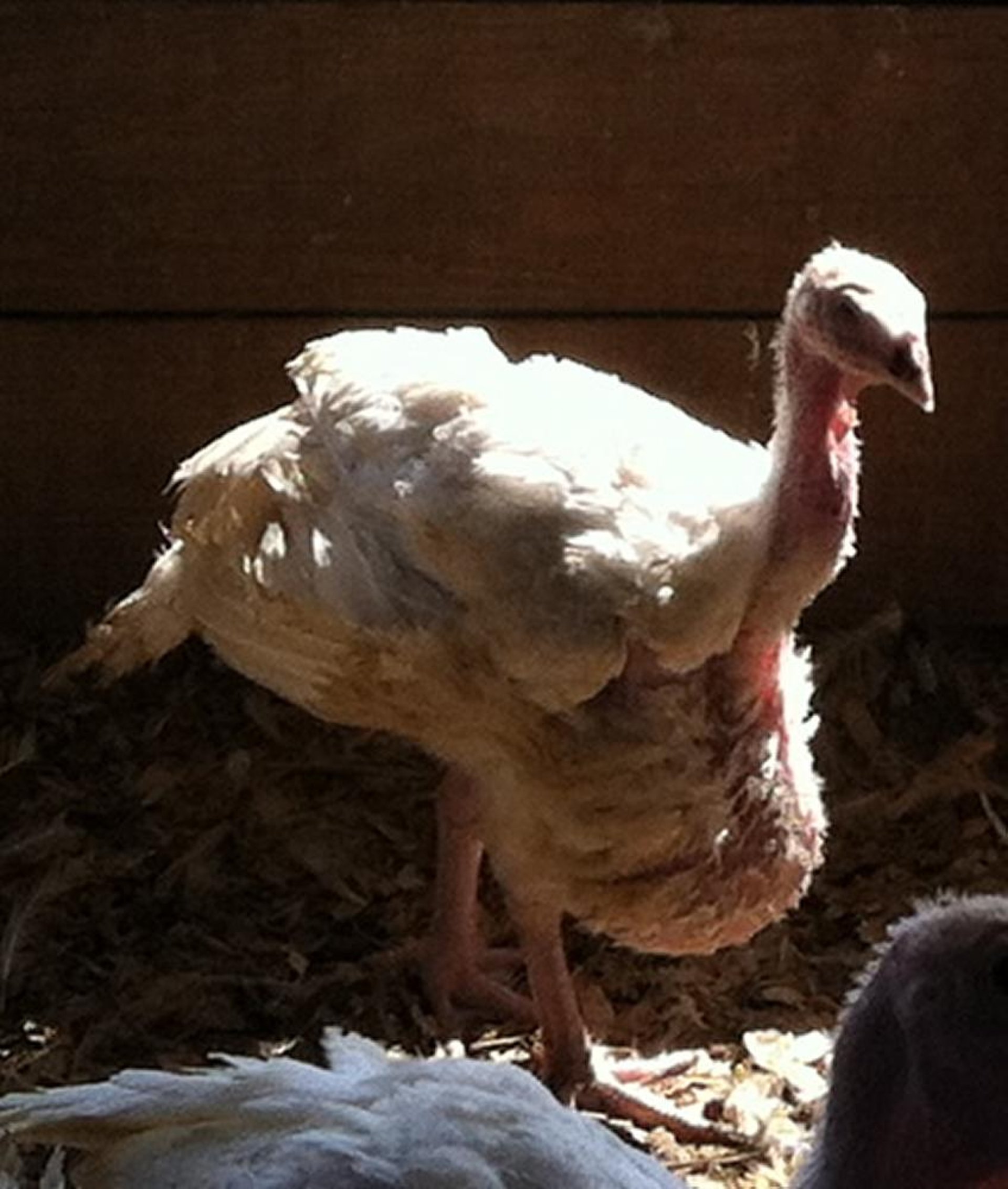 Pendulous (drop) crop, turkey