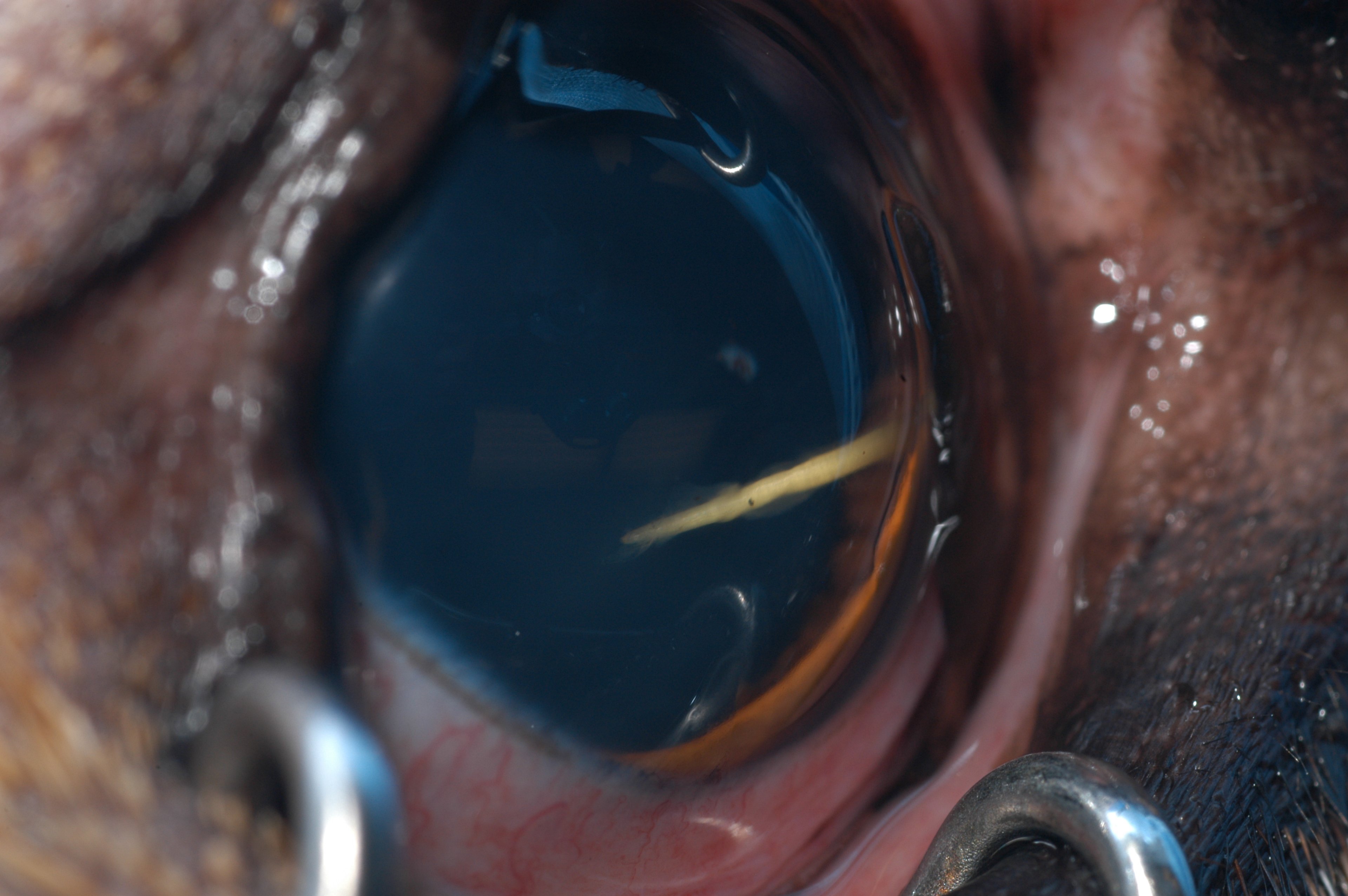 Penetrating corneal foreign body, dog