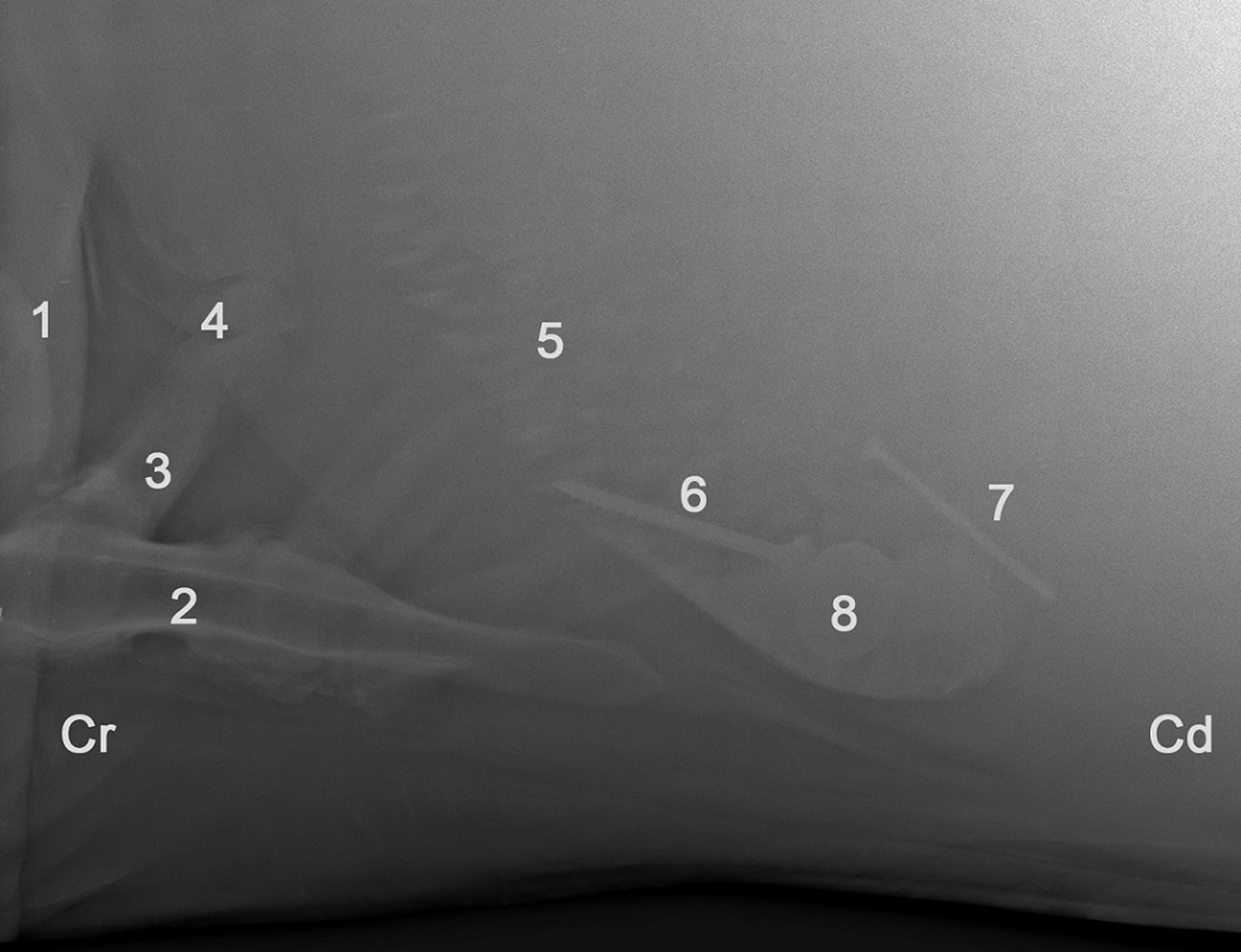 Penetrating reticular foreign bodies in traumatic reticuloperitonitis, cow
