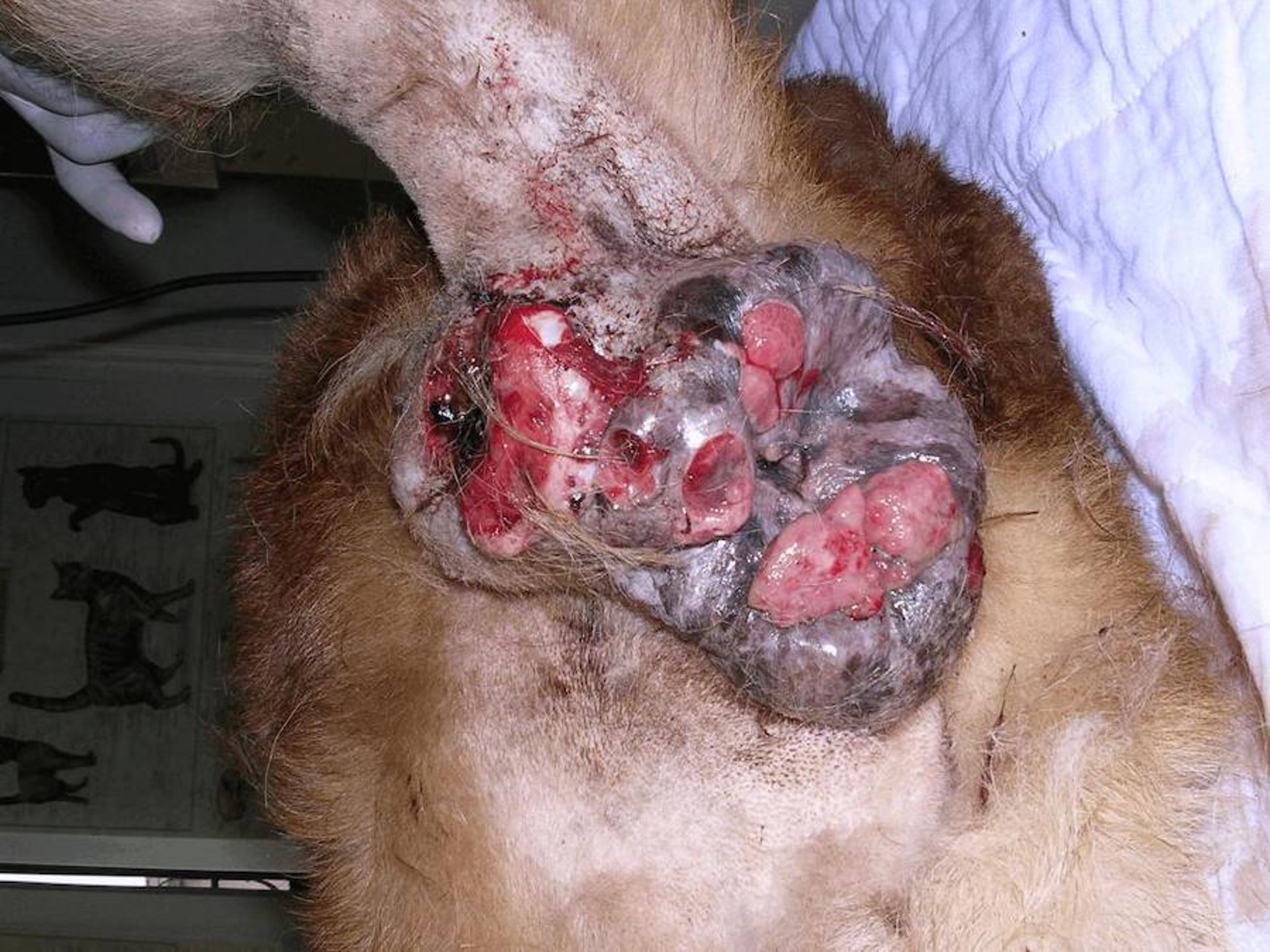 Perianal gland tumor, Akita