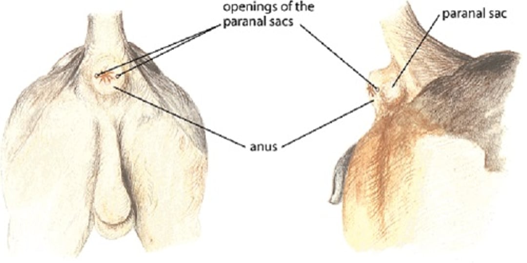 Perianal sacs, dog