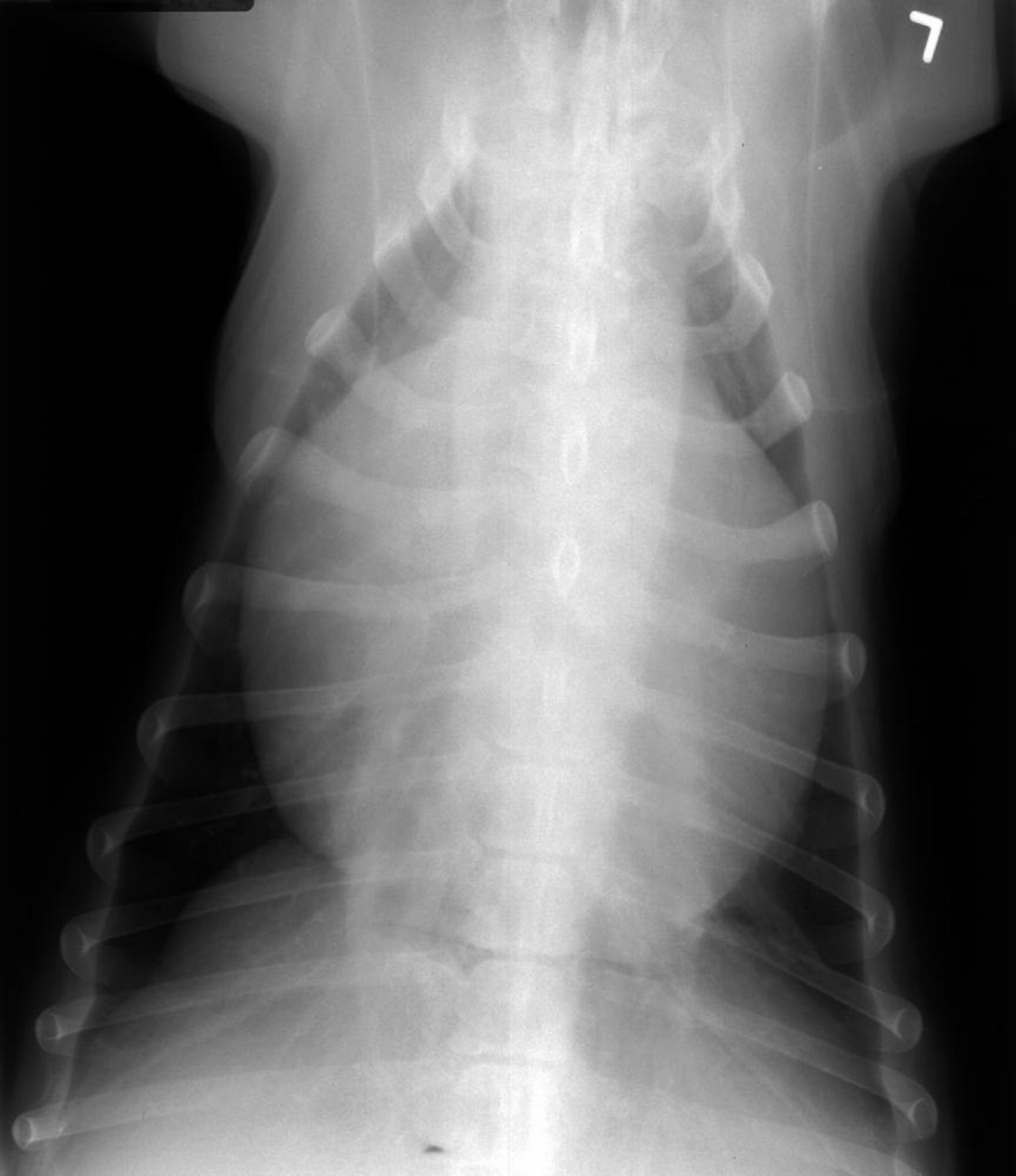 Pericardial effusion, dog, radiograph