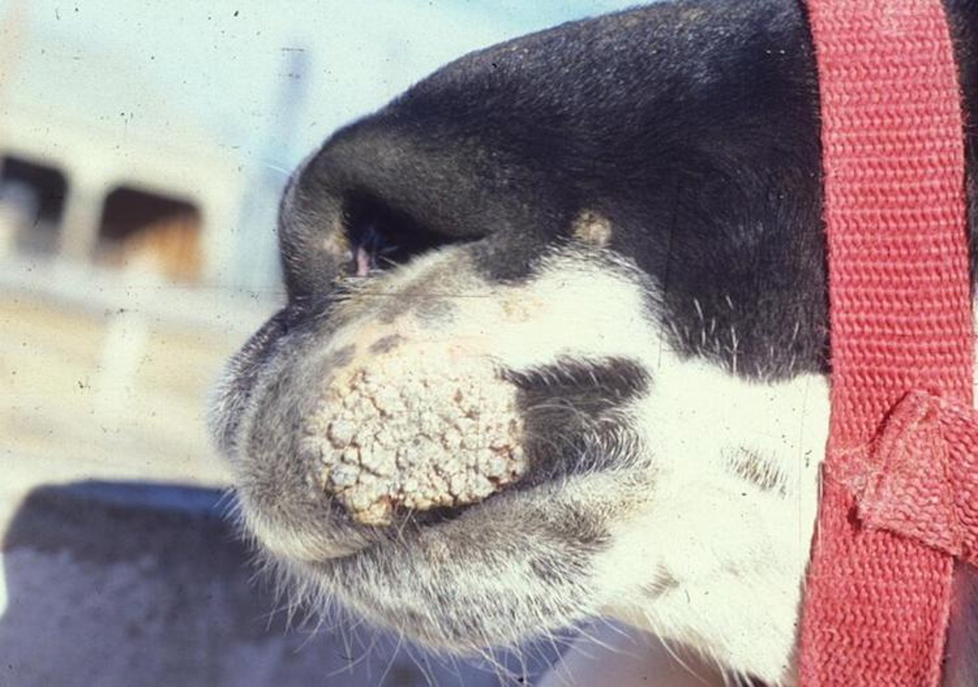 Perioral munge, llama