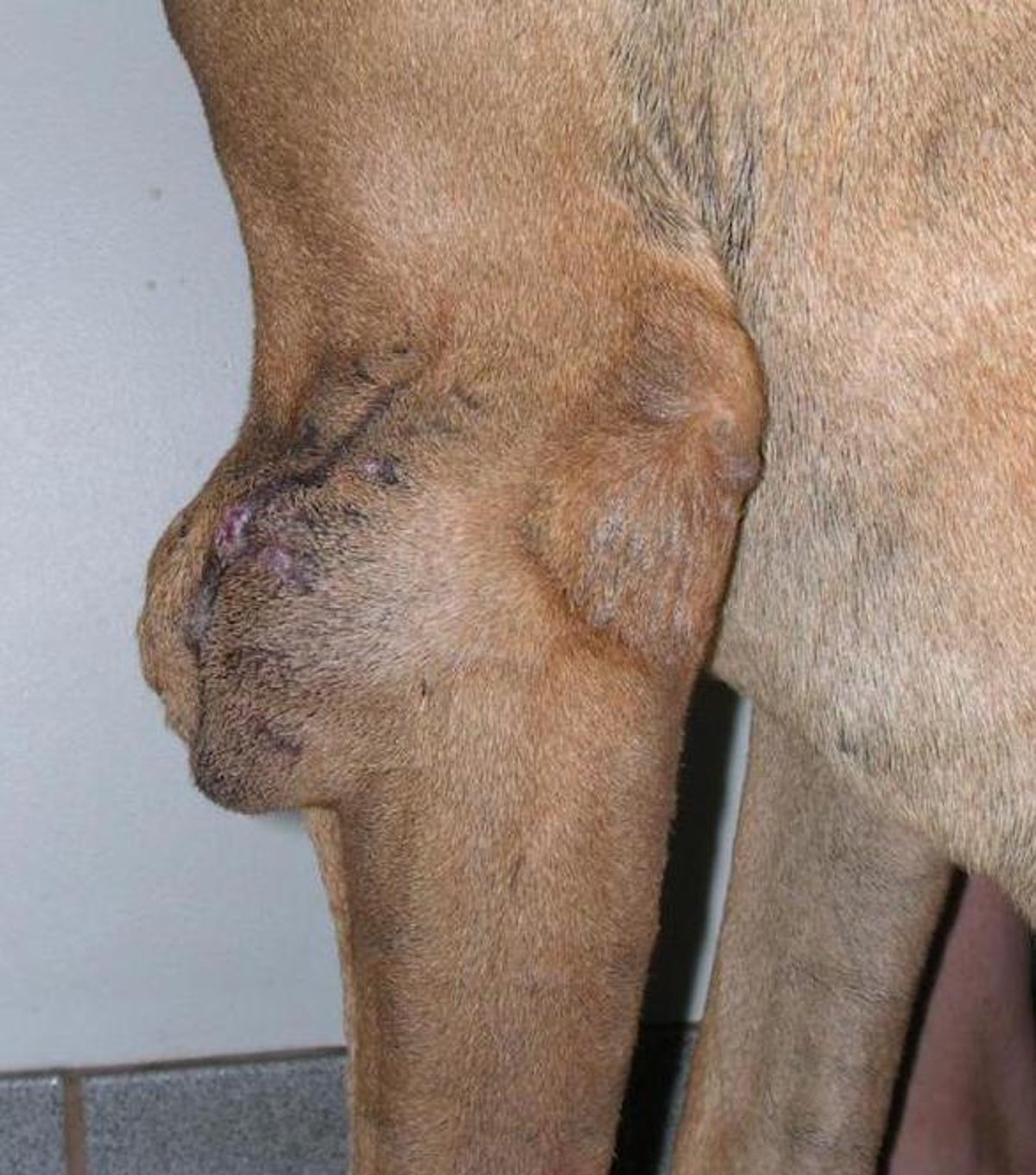 Peripheral nerve sheath tumor recurrence, left elbow, Great Dane mix