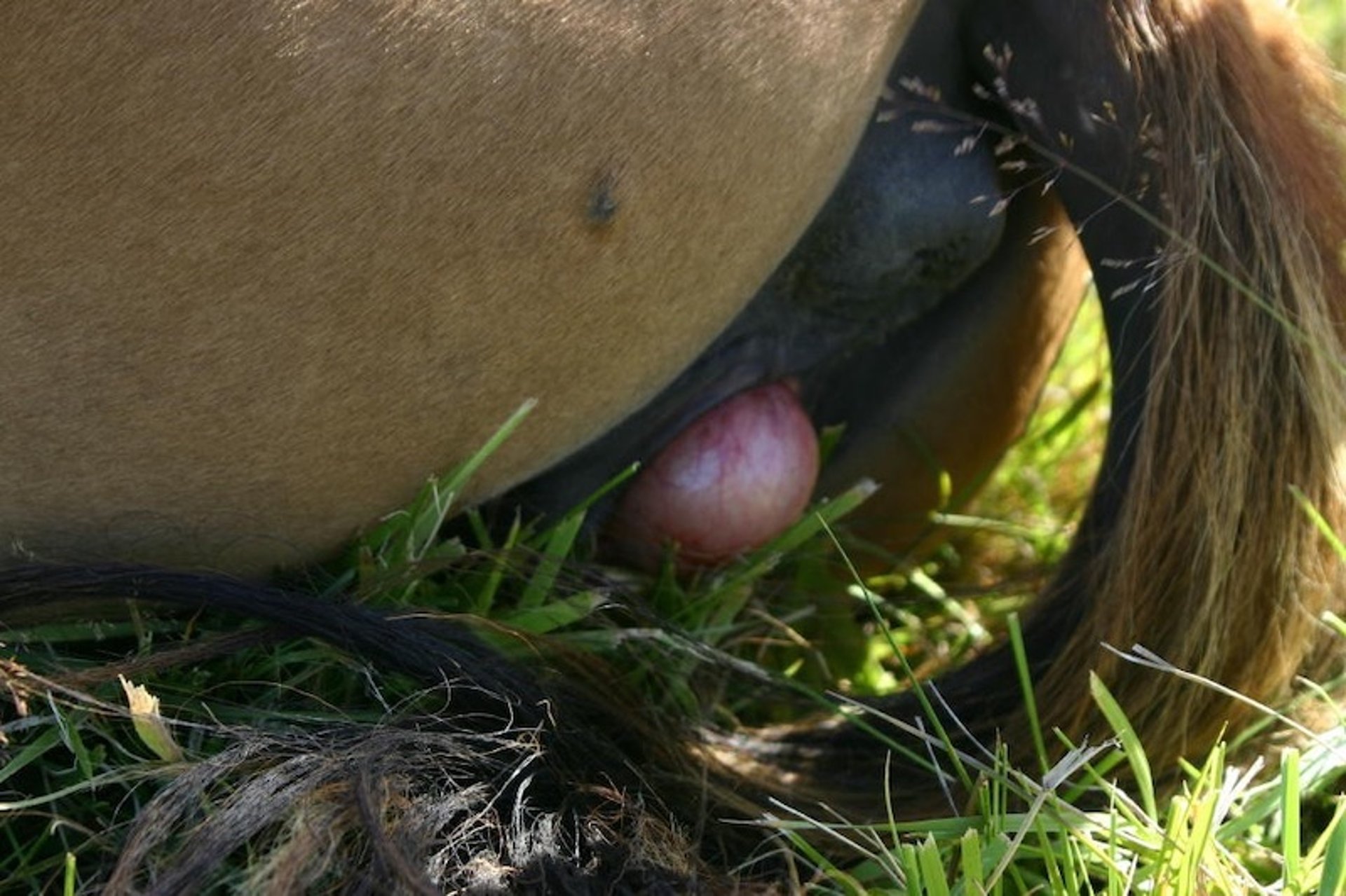 Persistent hymen, mare