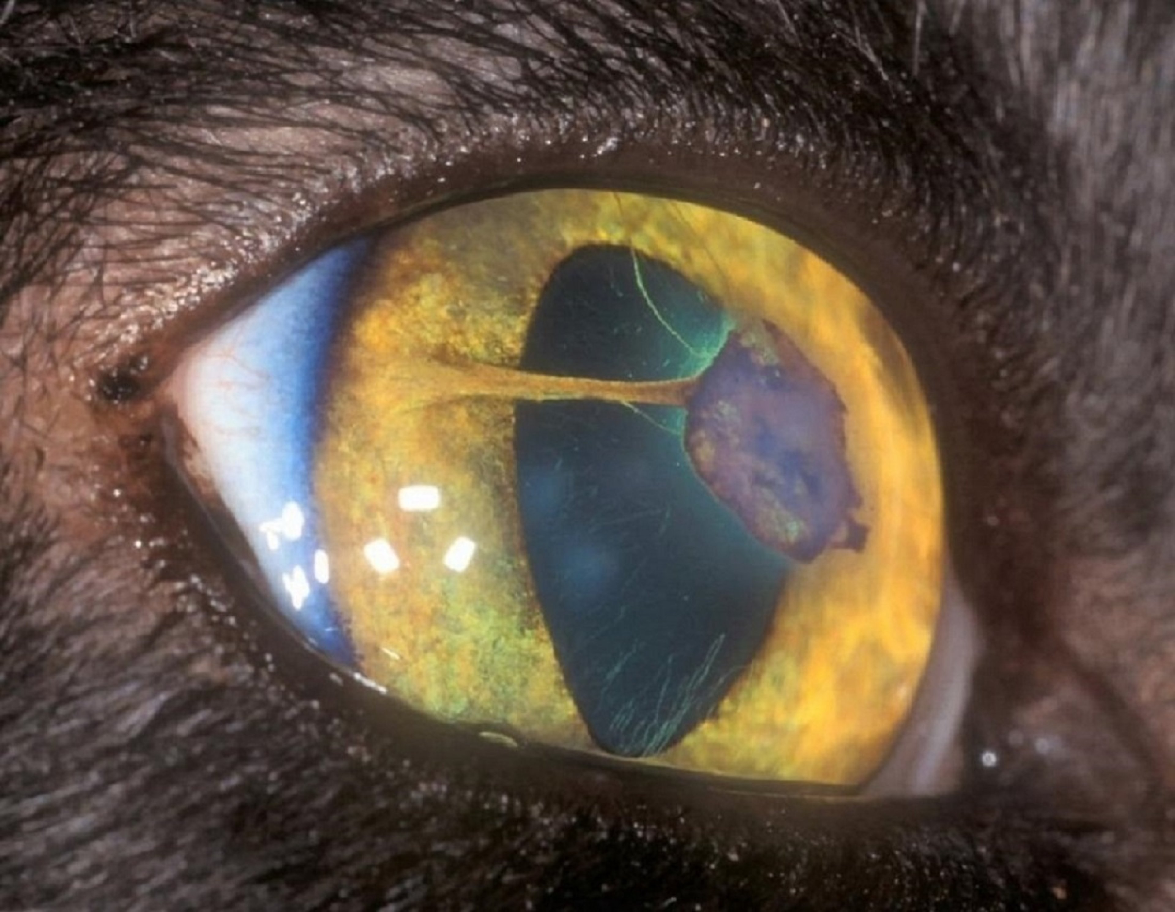 Persistent pupillary membranes, cat