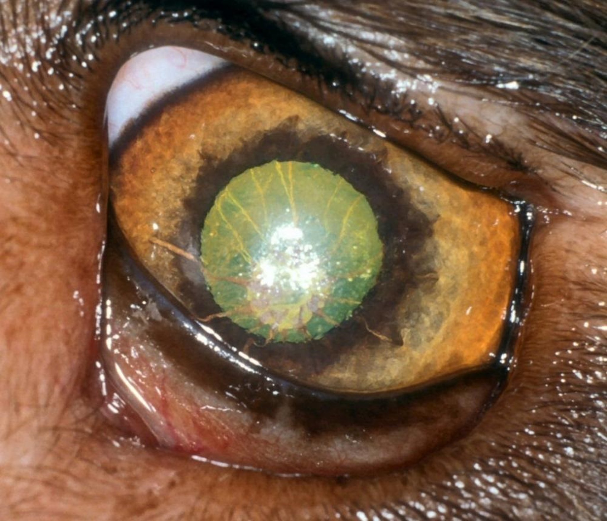 Persistent pupillary membranes (PPM), dog