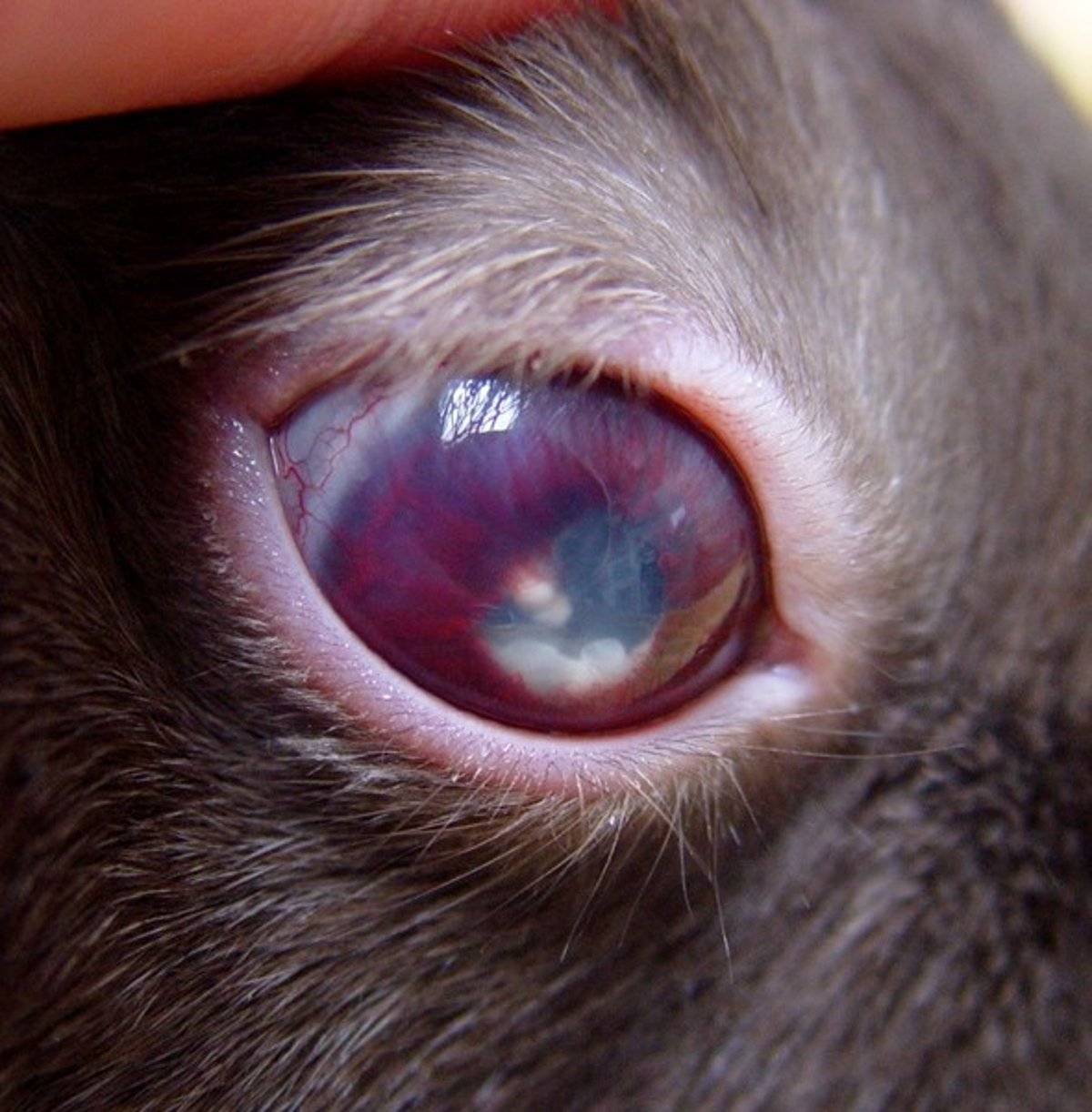Phacoclastic uveitis, rabbit