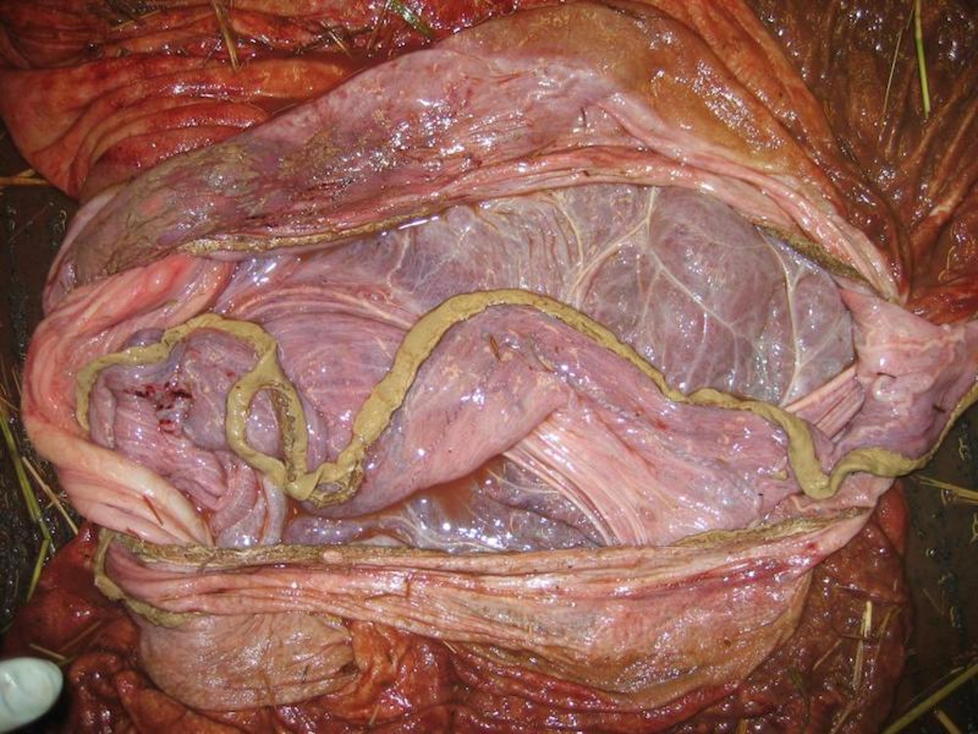 Placenta, mare that aborted twins