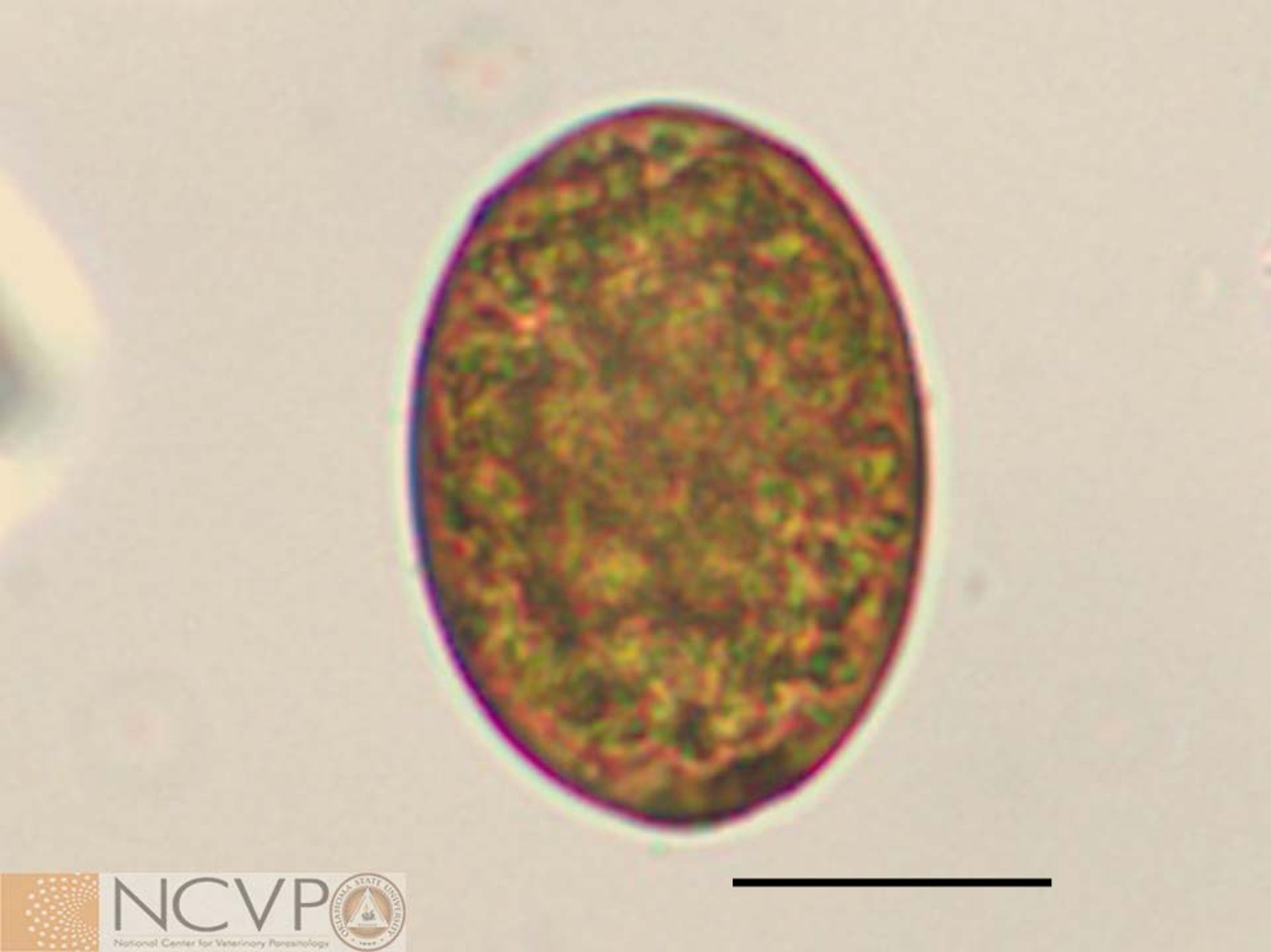 Egg, <i >Platynosomum concinnum</i>, cat