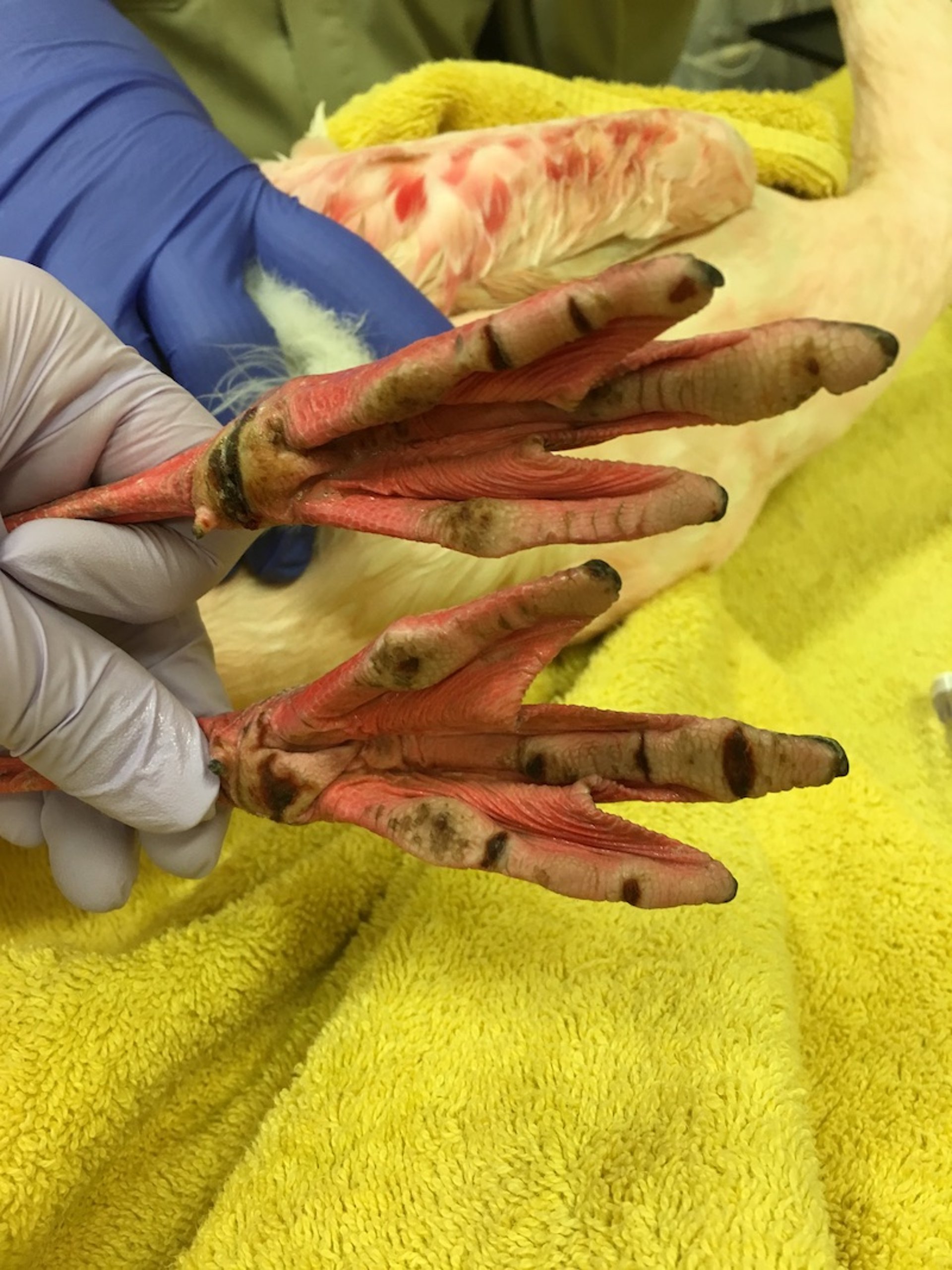 Pododermatitis, greater flamingo