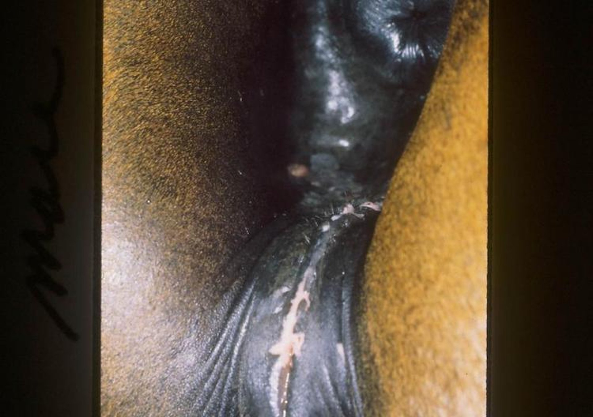 Poor perineal conformation, mare