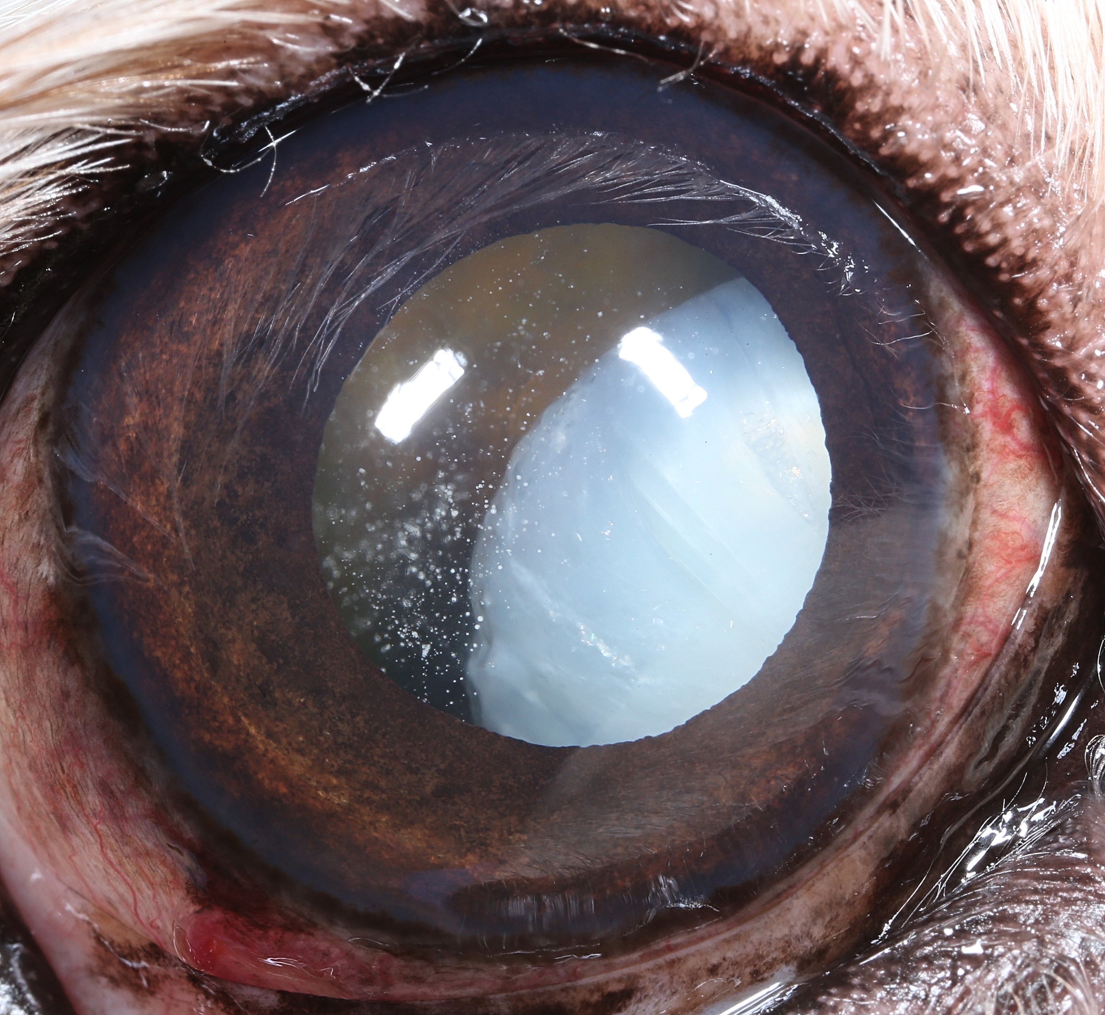 Posterior lens luxation with hypermature cataract, dog