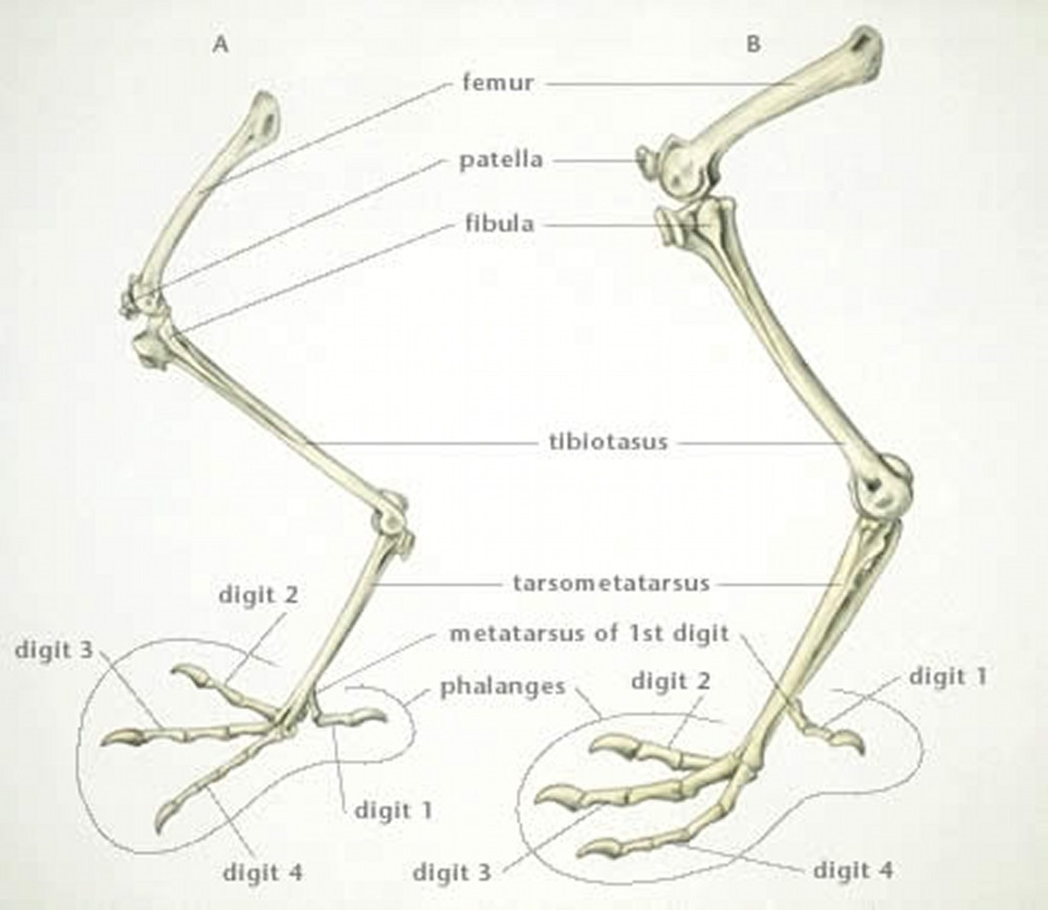 Skeleton of the leg, chicken and turkey
