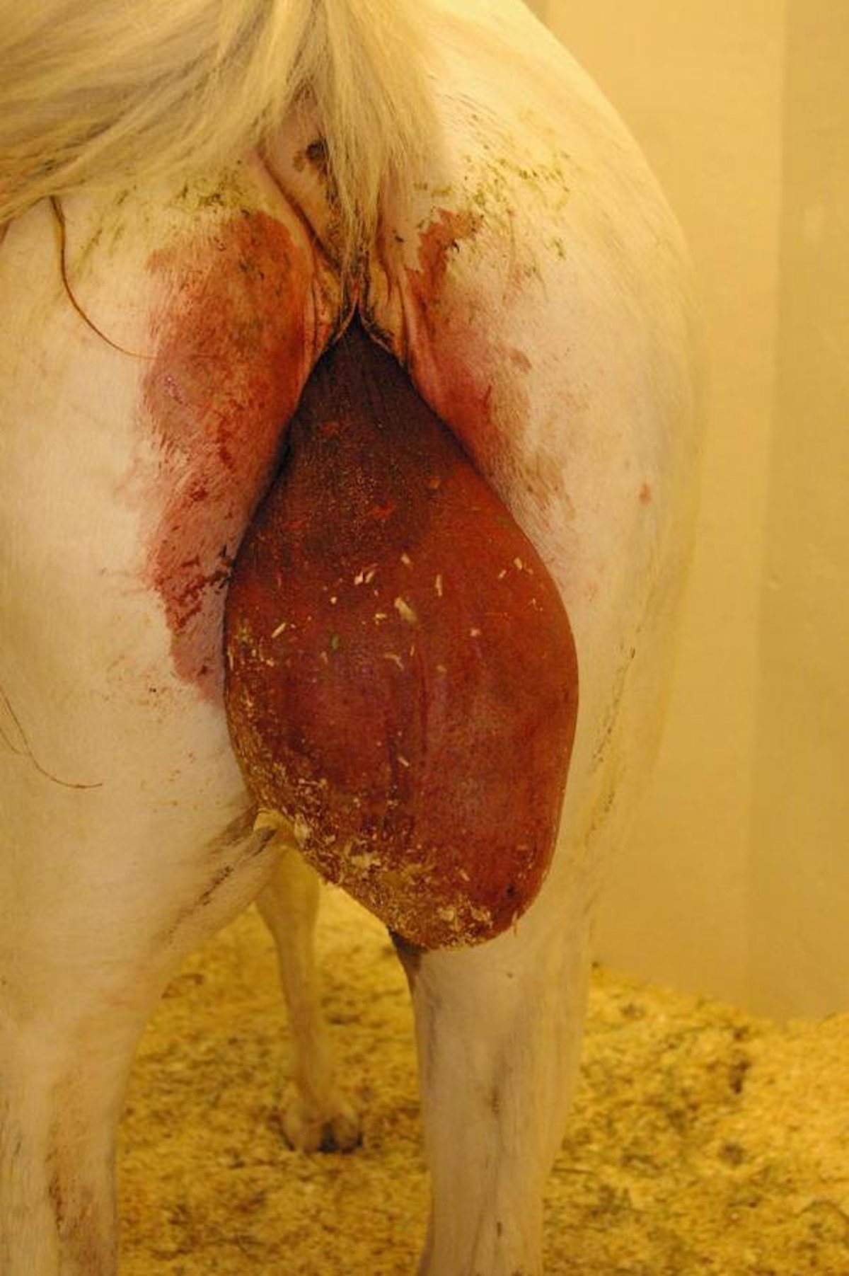 Premature placental detachment, mare