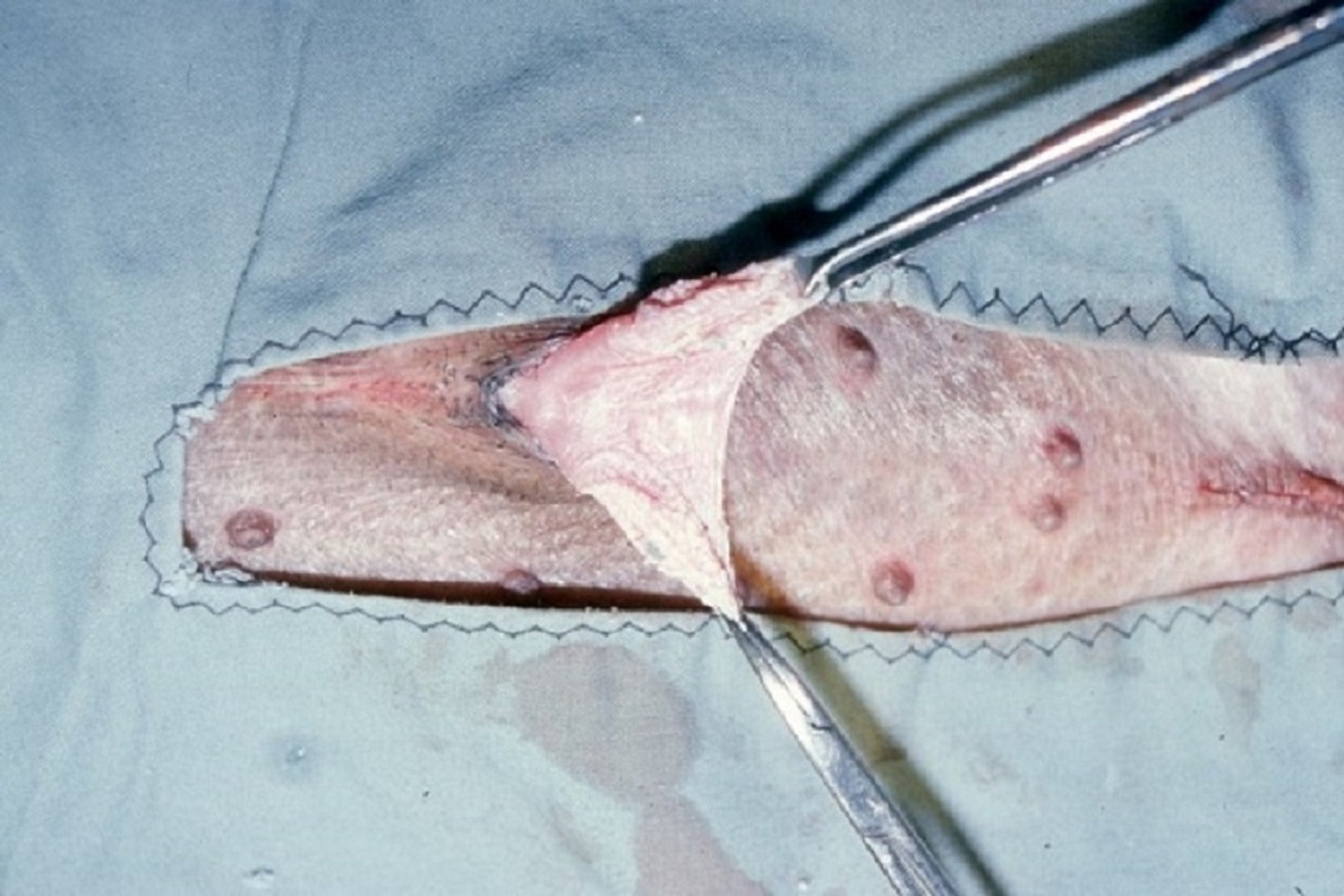 Preputial diverticulum, miniature pig