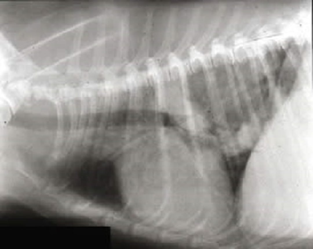 Primary lung tumor, radiograph