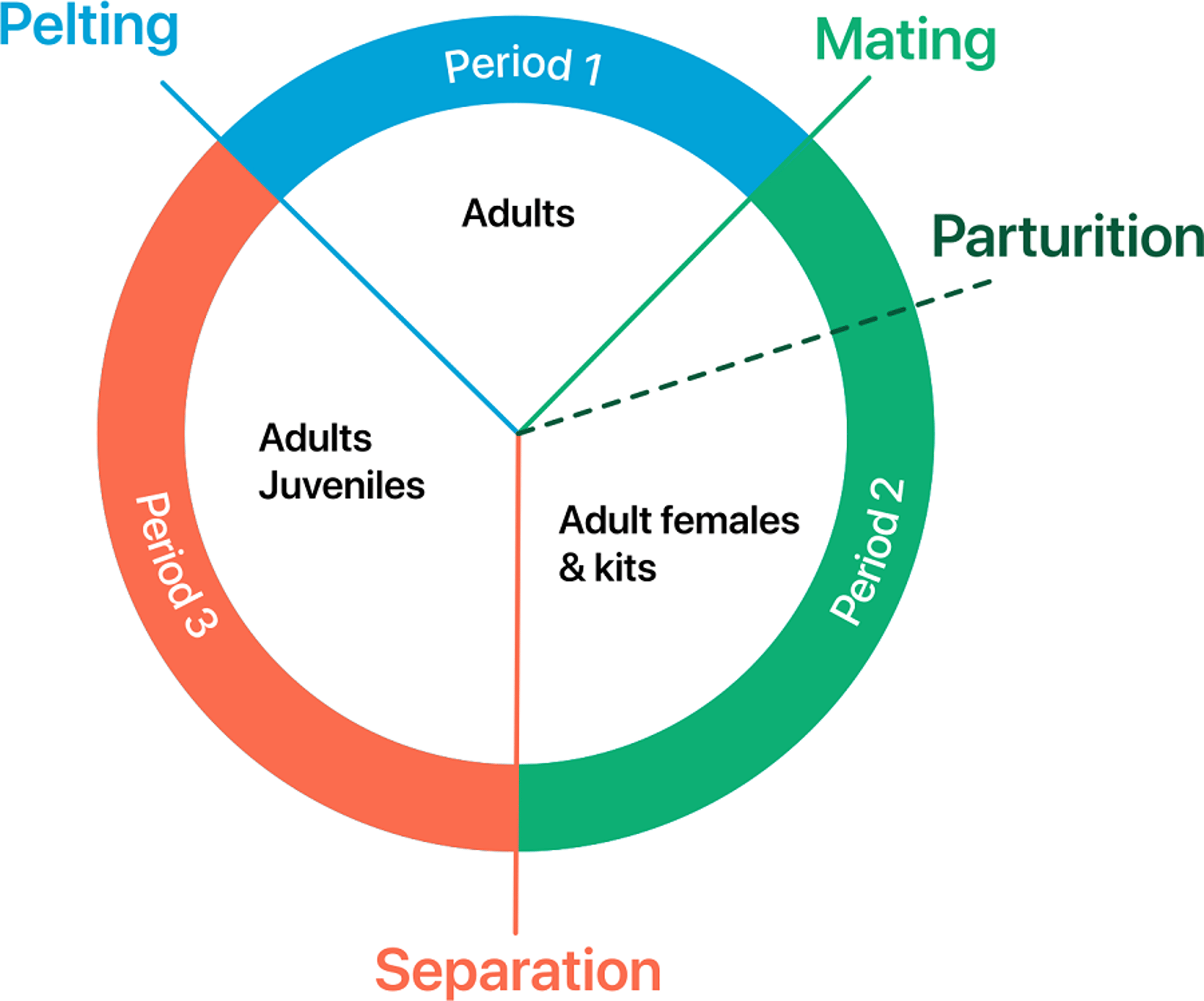 Production cycle, mink