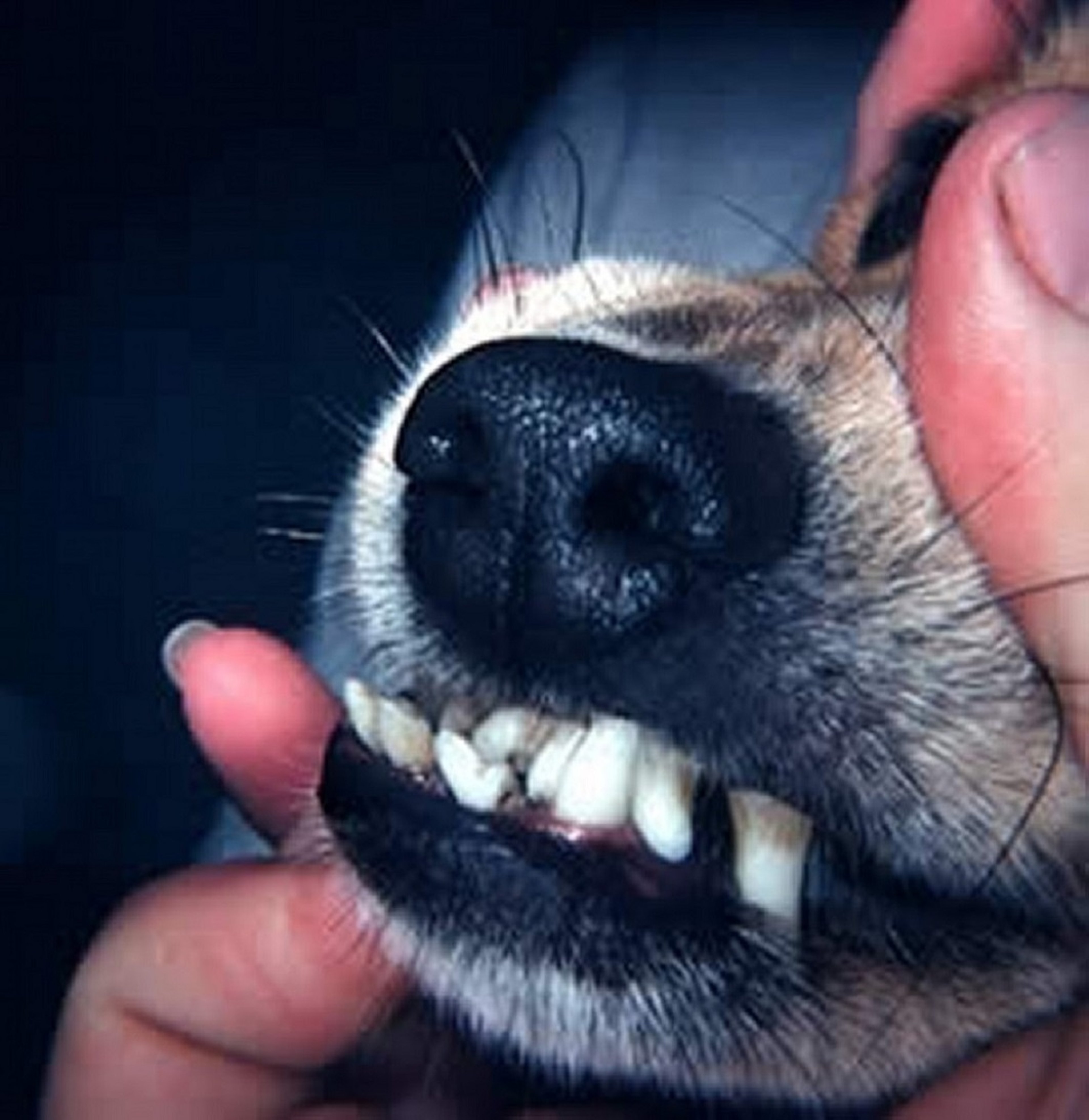 Prognathism, dog