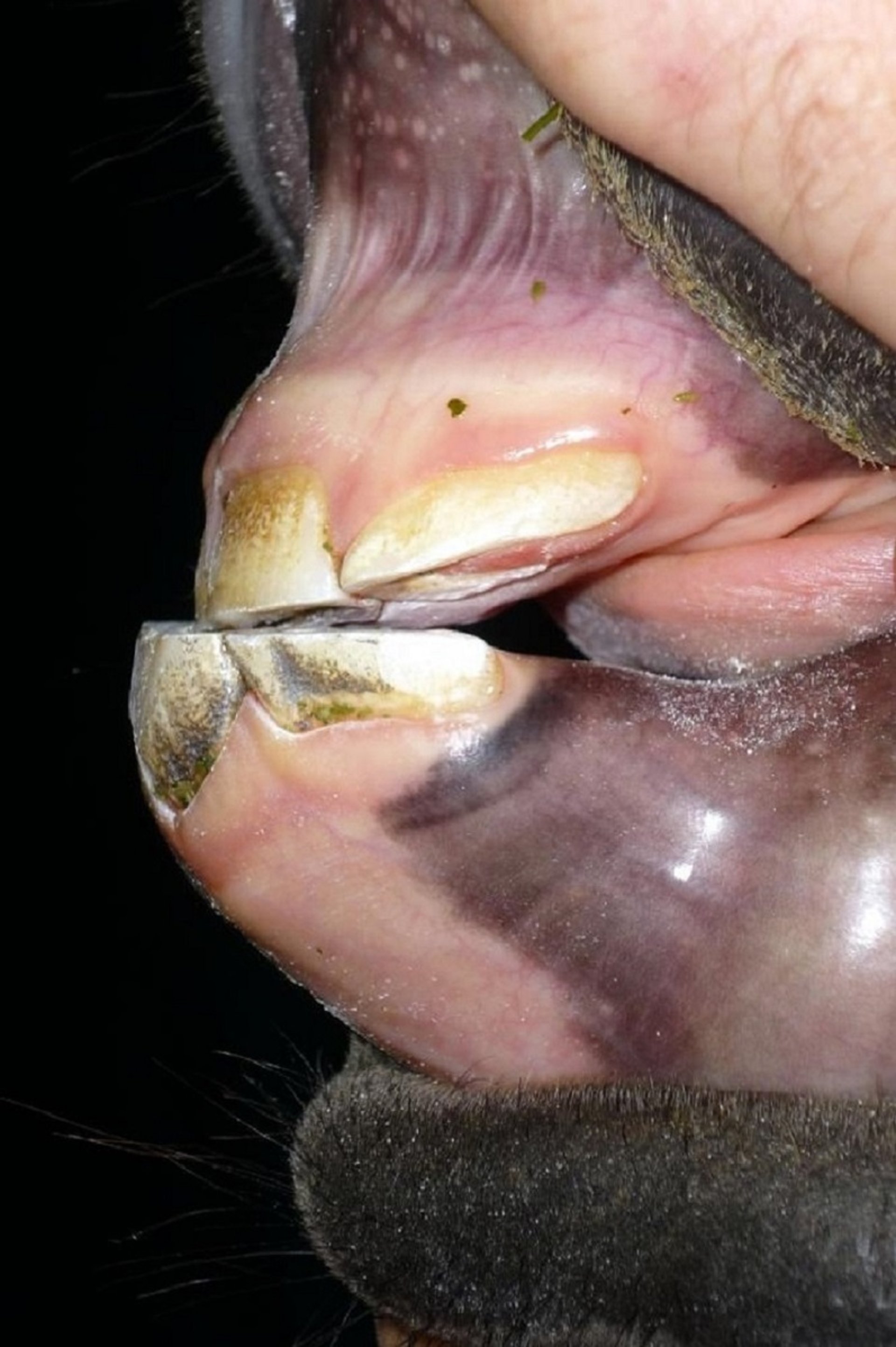 Prognathism, foal