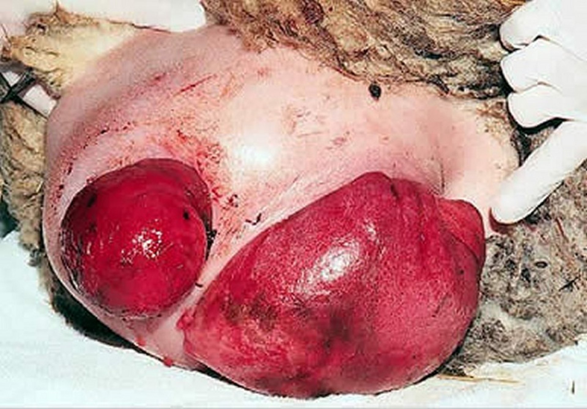 Prolapsed caudal vaginal mucosa, ewe