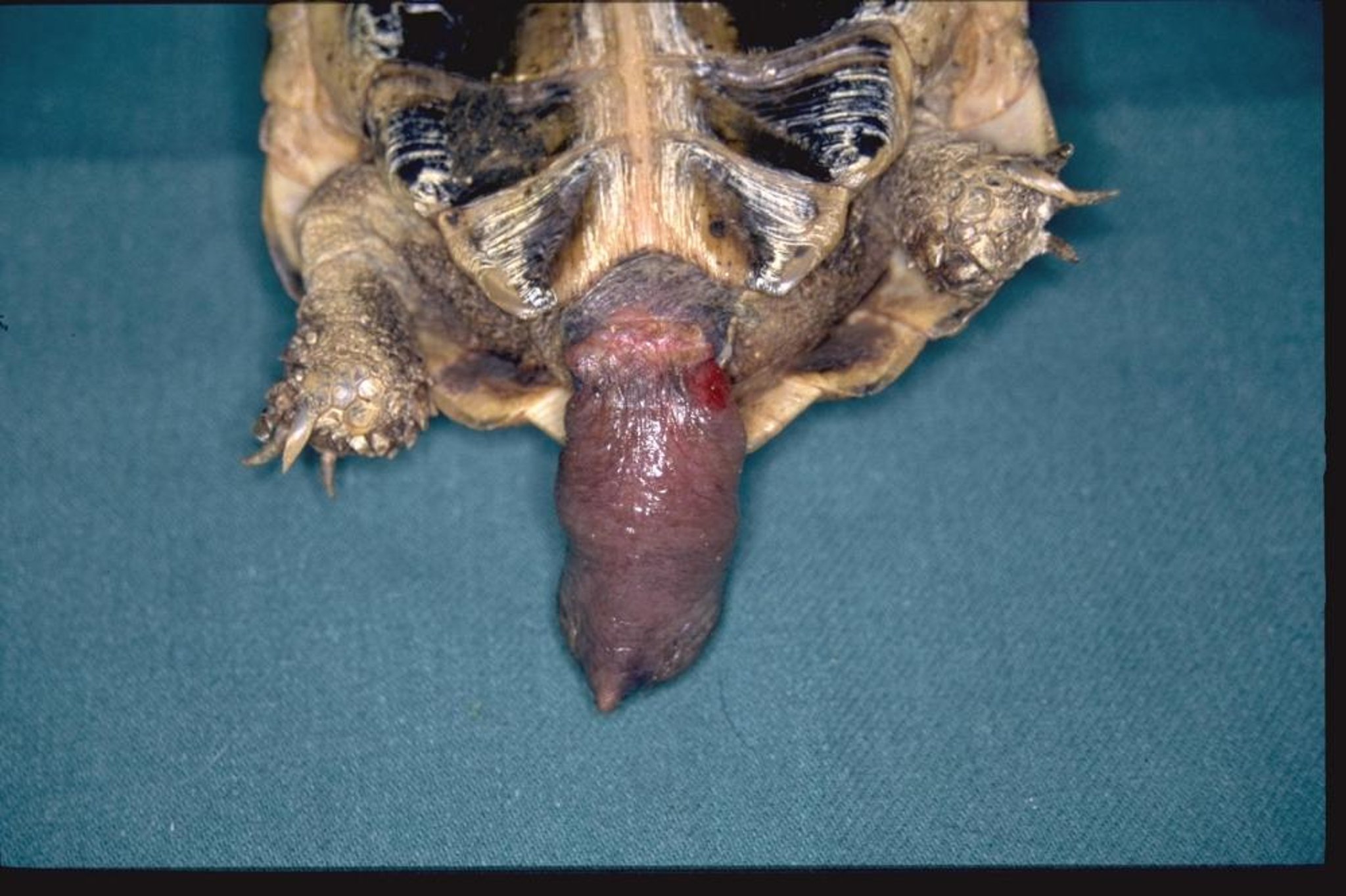 Prolapsed phallus, tortoise