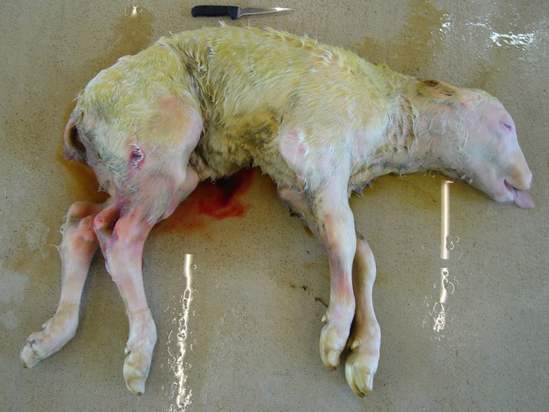 Adenohypophyseal hypoplasia, calf