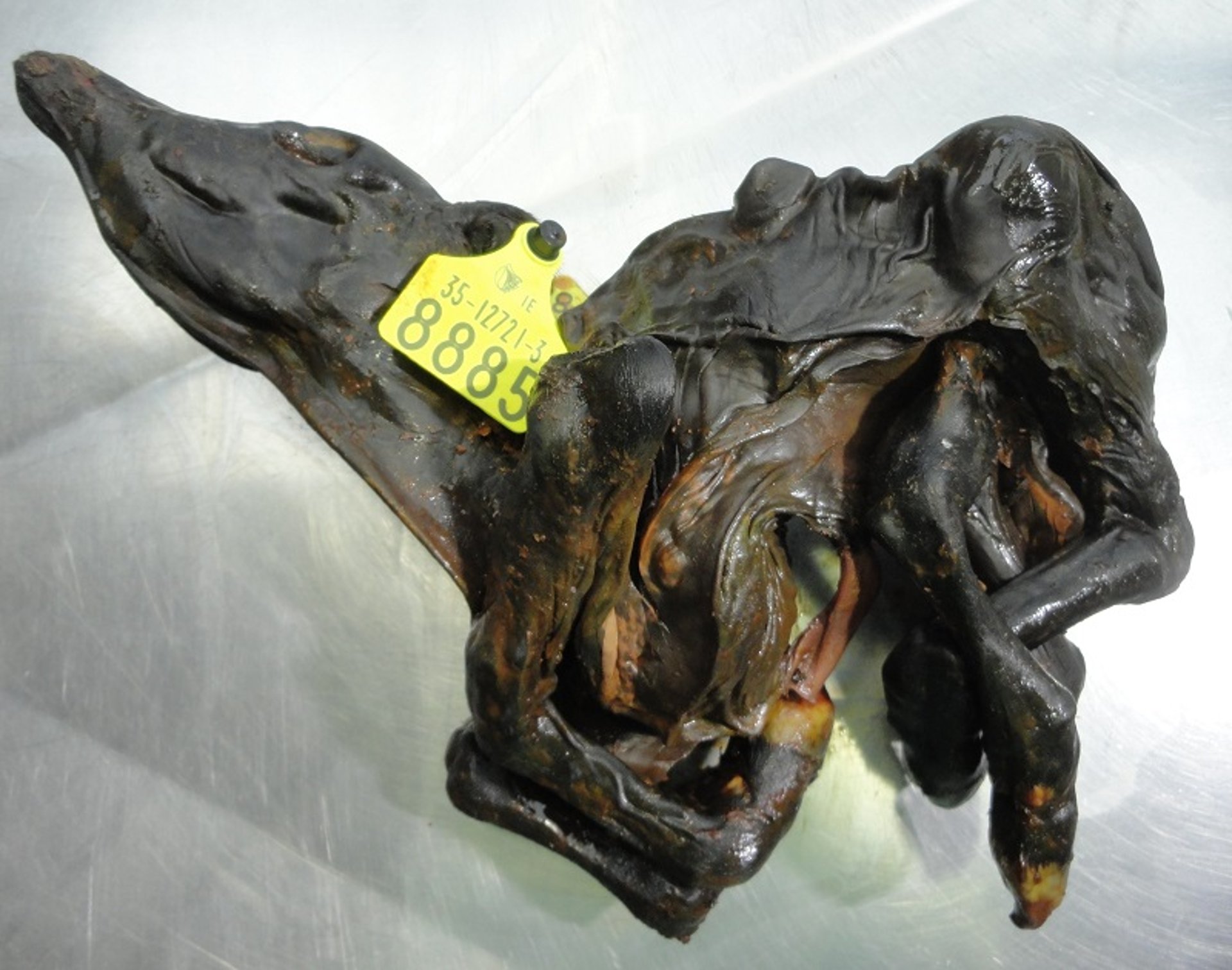 Fetal mummification, cow