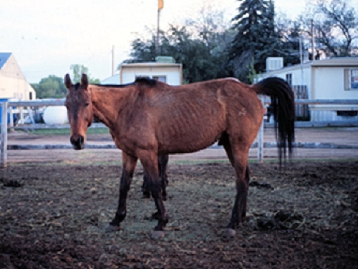 Protein deficiency, horse