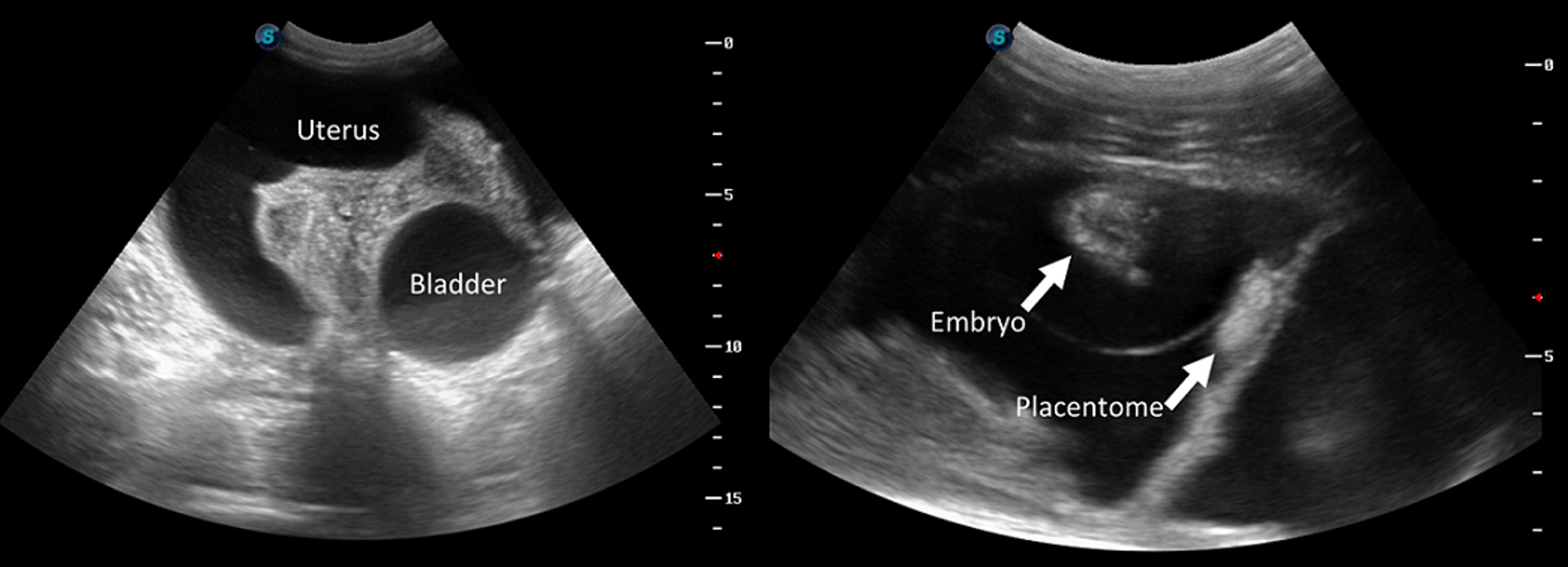 Pseudopregnancy vs. pregnancy, goat