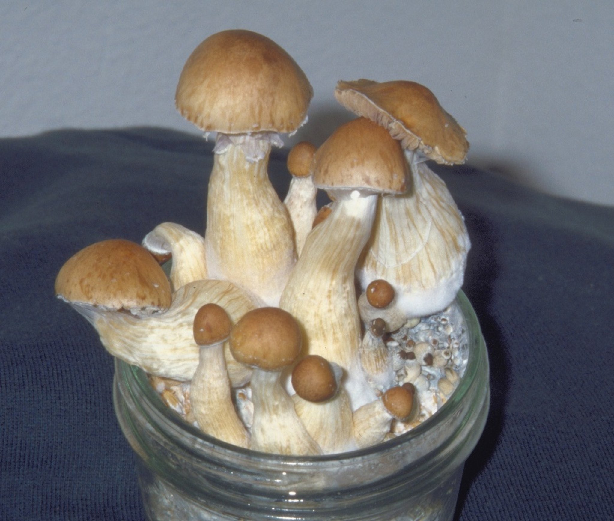 <i >Psilocybe cubensis</i>