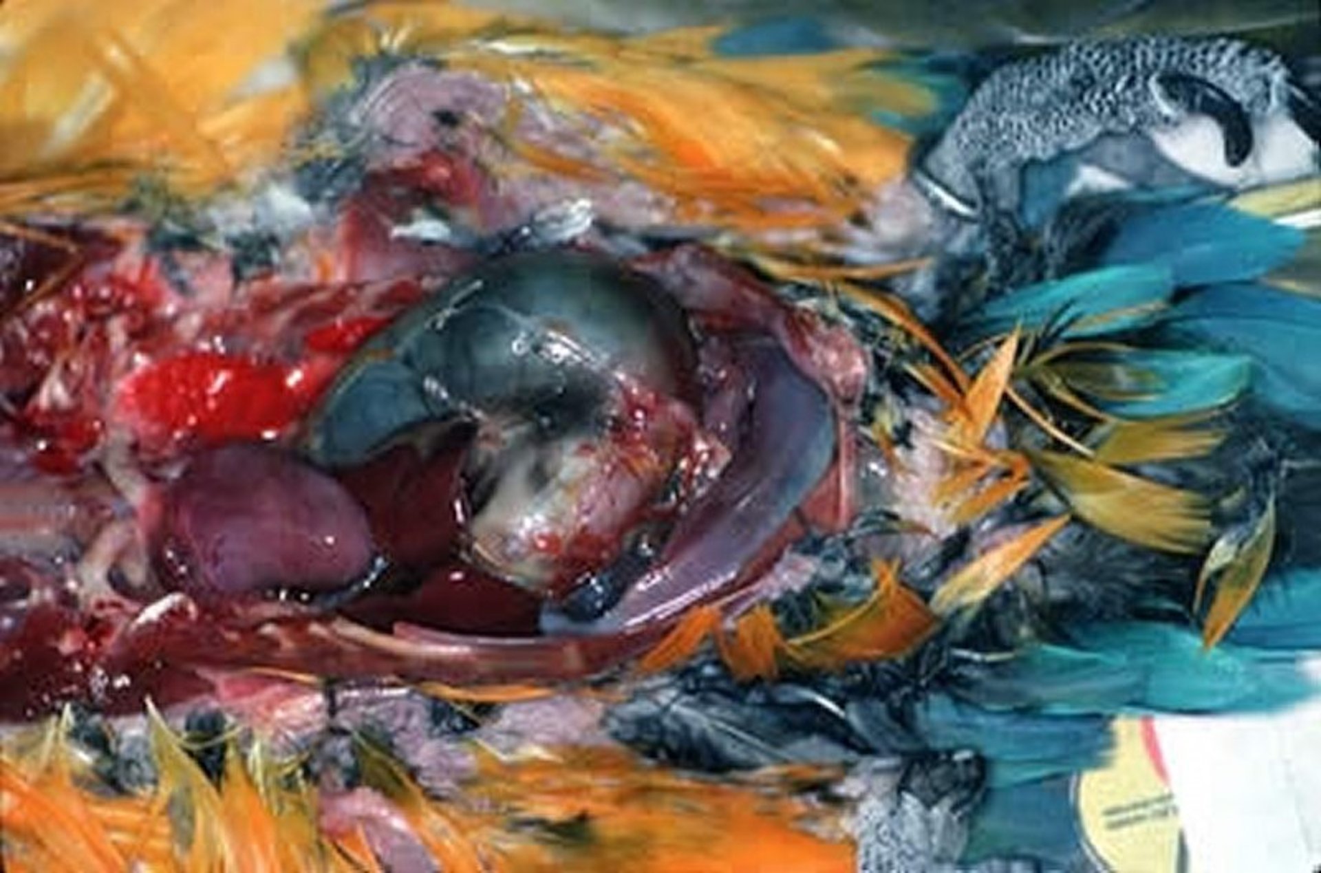 Psittacine proventricular dilatation syndrome, gross lesions, macaw