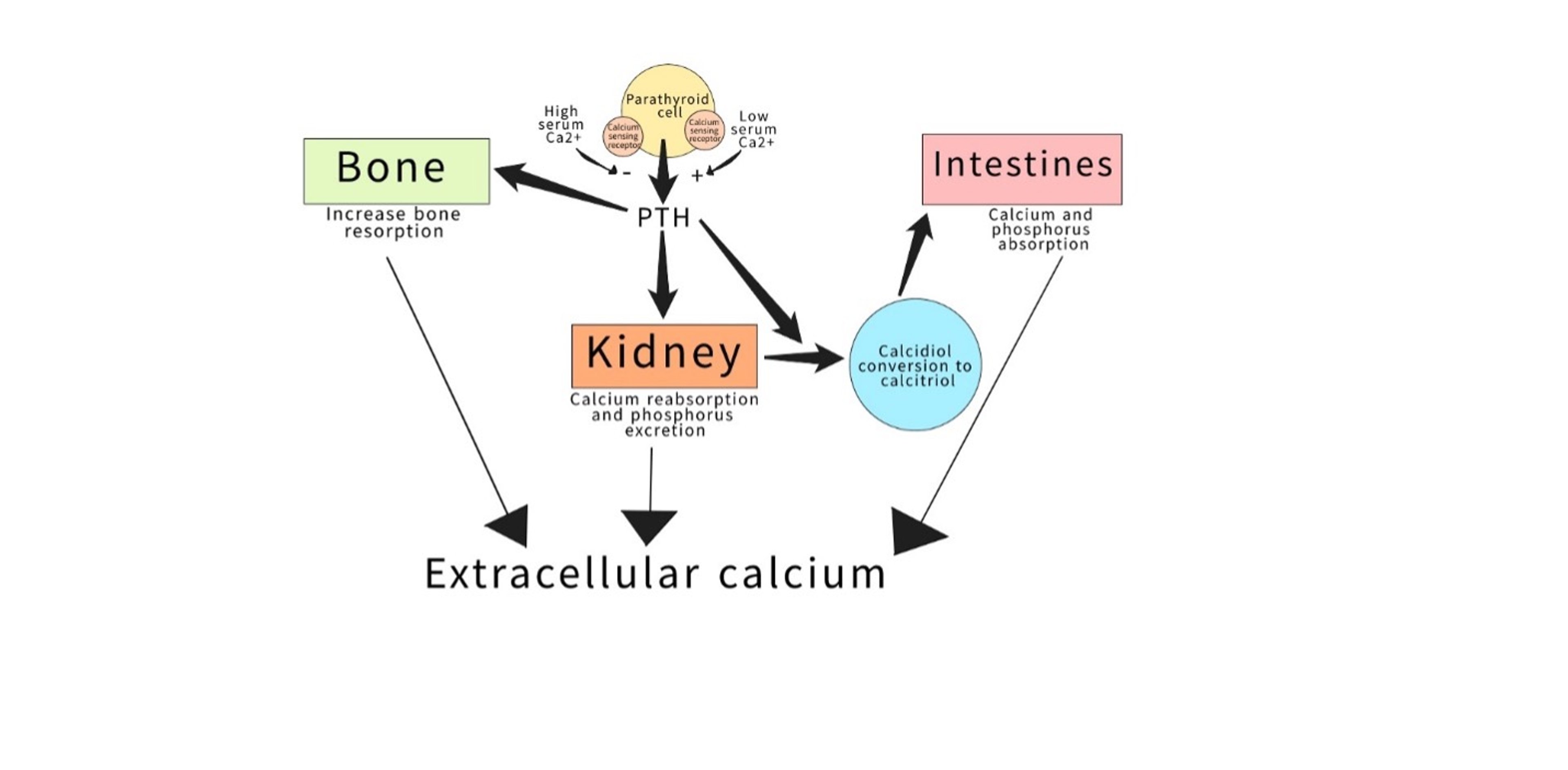 Parathyroid hormone regulation and function
