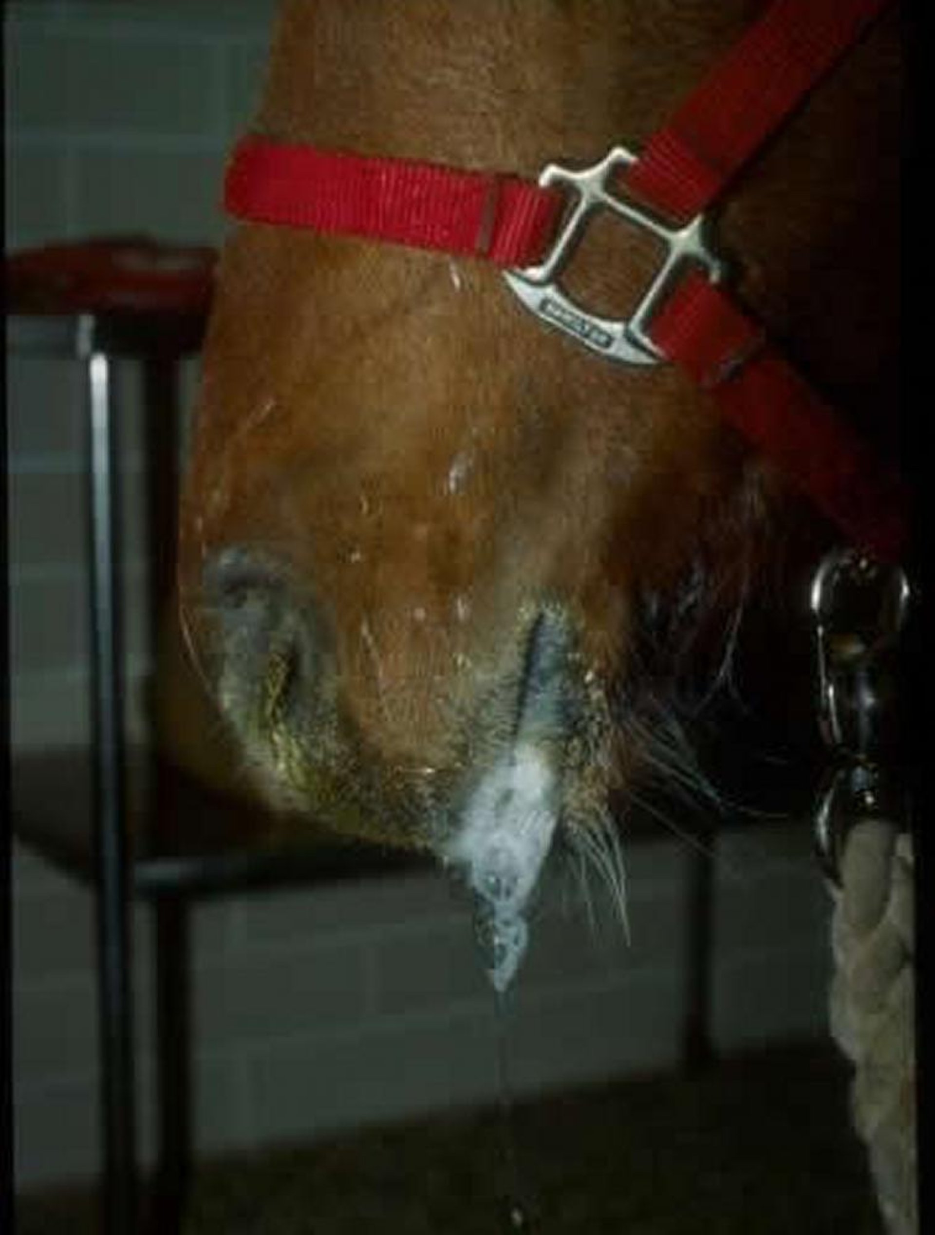 Ptyalism, horse