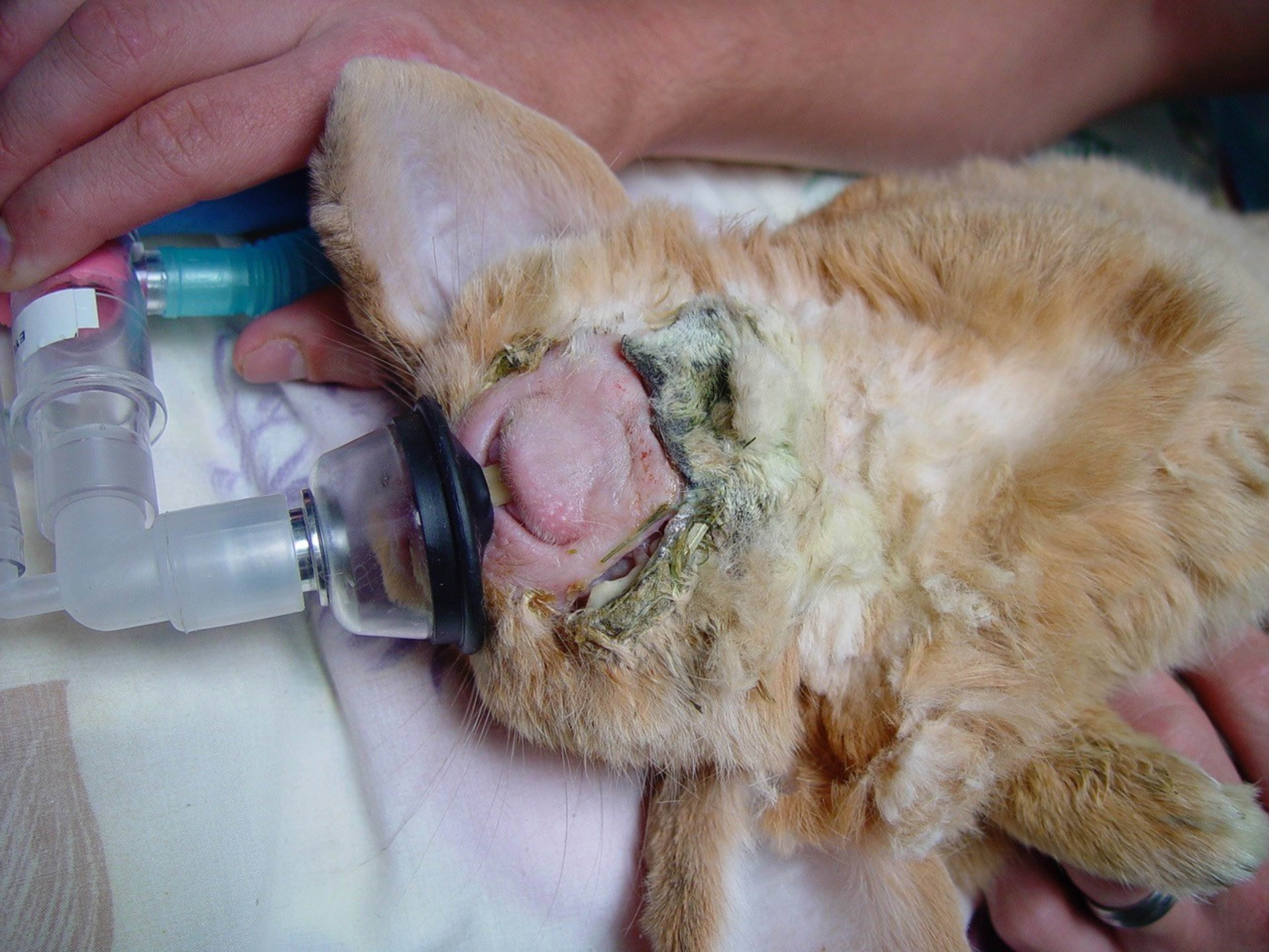 Purulent material from abscess