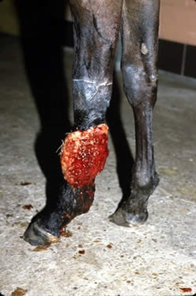 <i >Pythium insidiosum</i>, horse