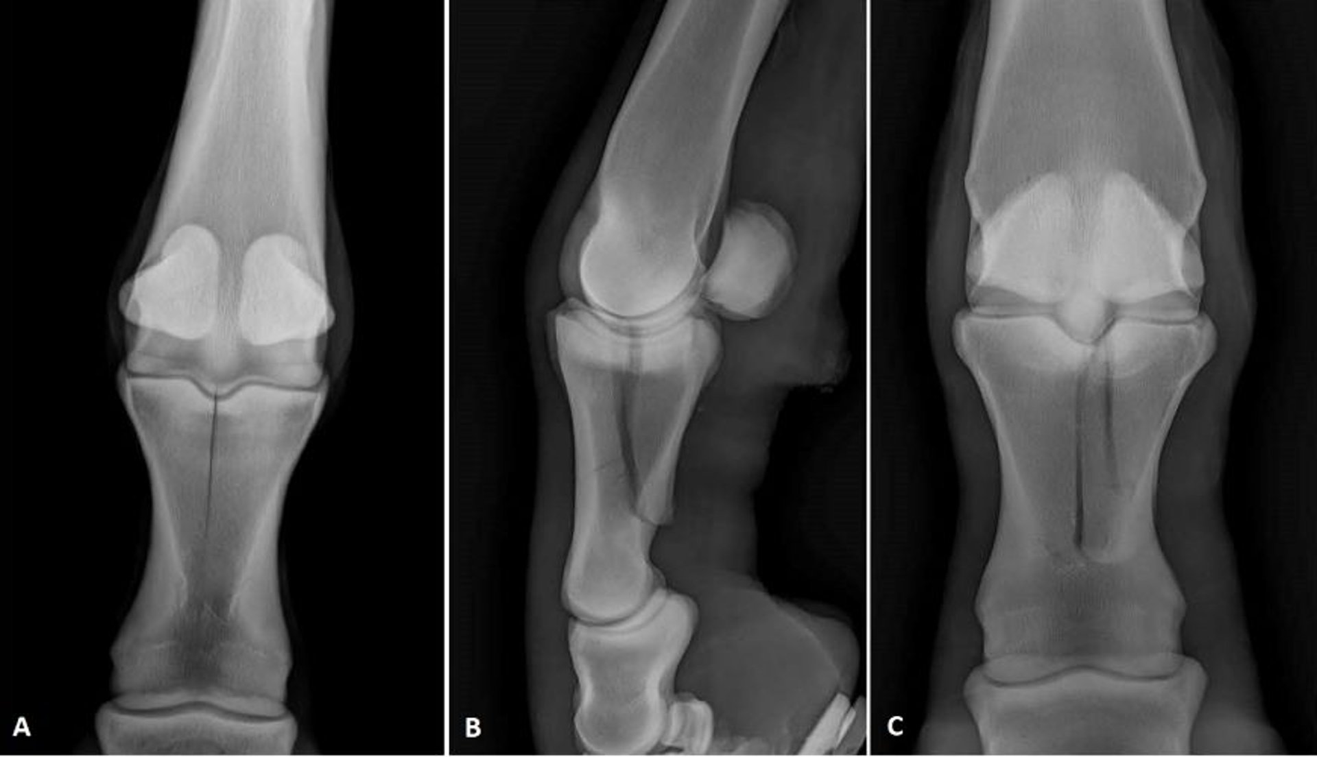 P1 fracture radiographs, horse