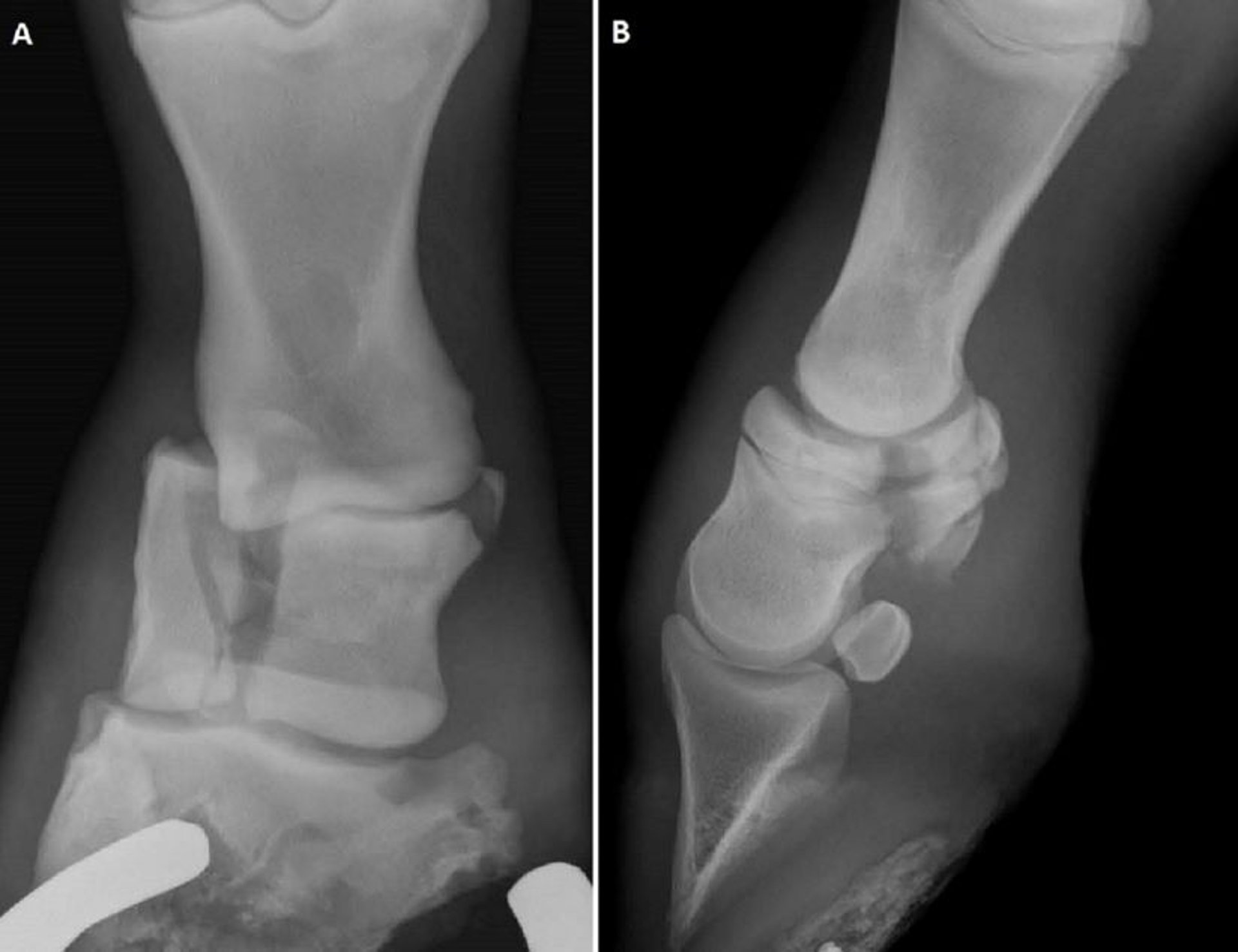 P2 fracture radiographs, horse
