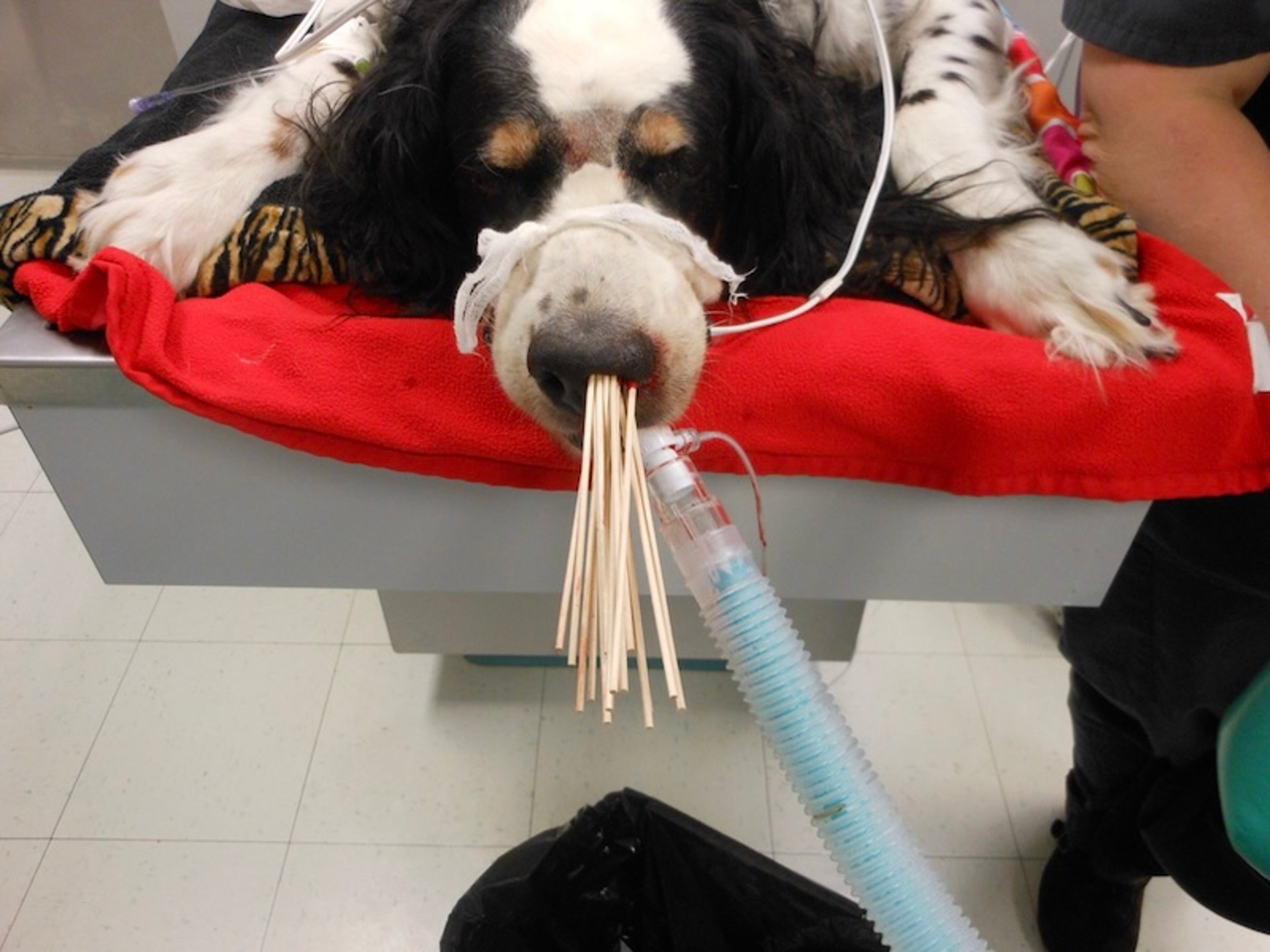 Tamponamento para hemorragia nasal, cão