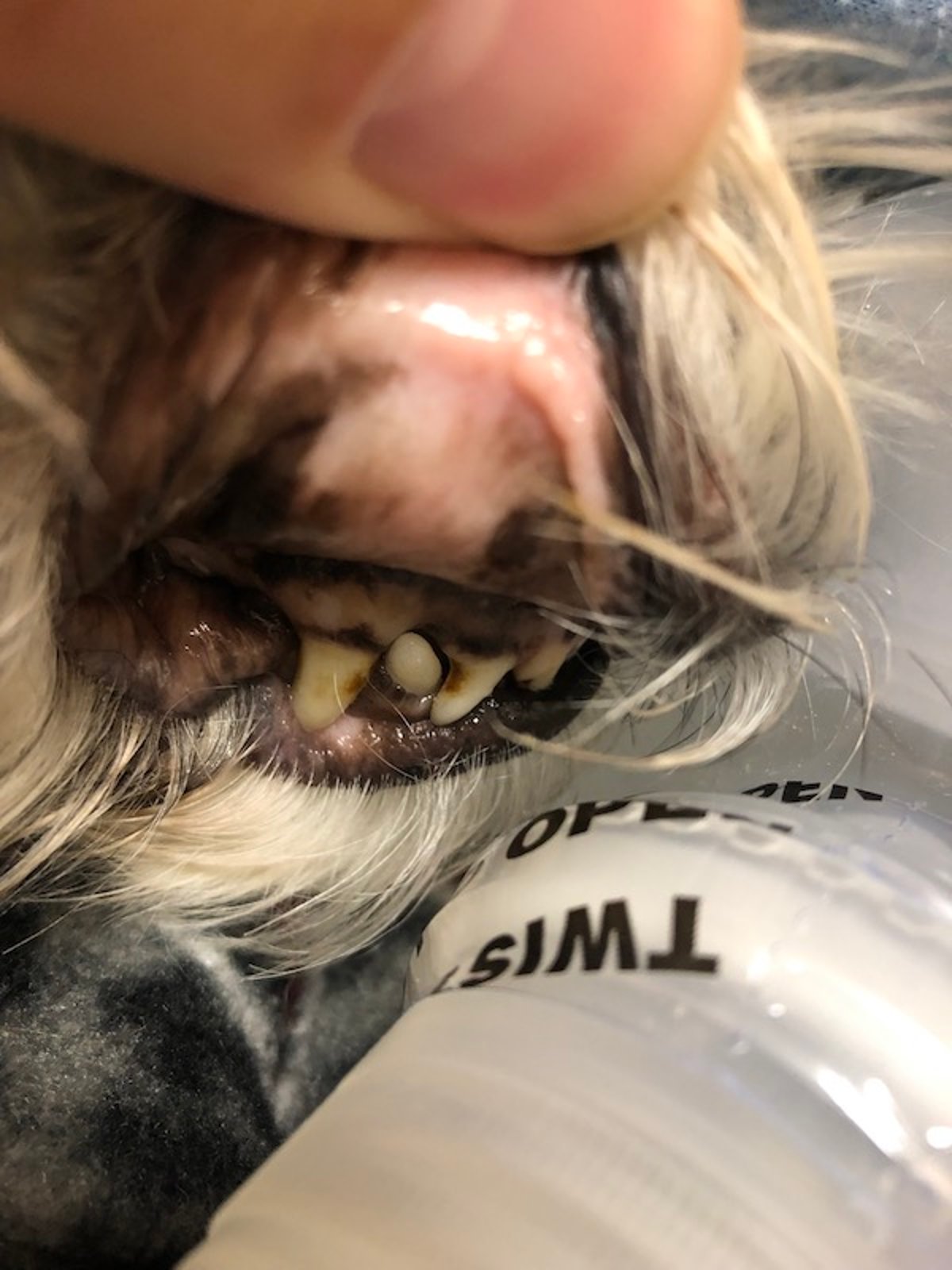 Palidez de membranas mucosas, perro
