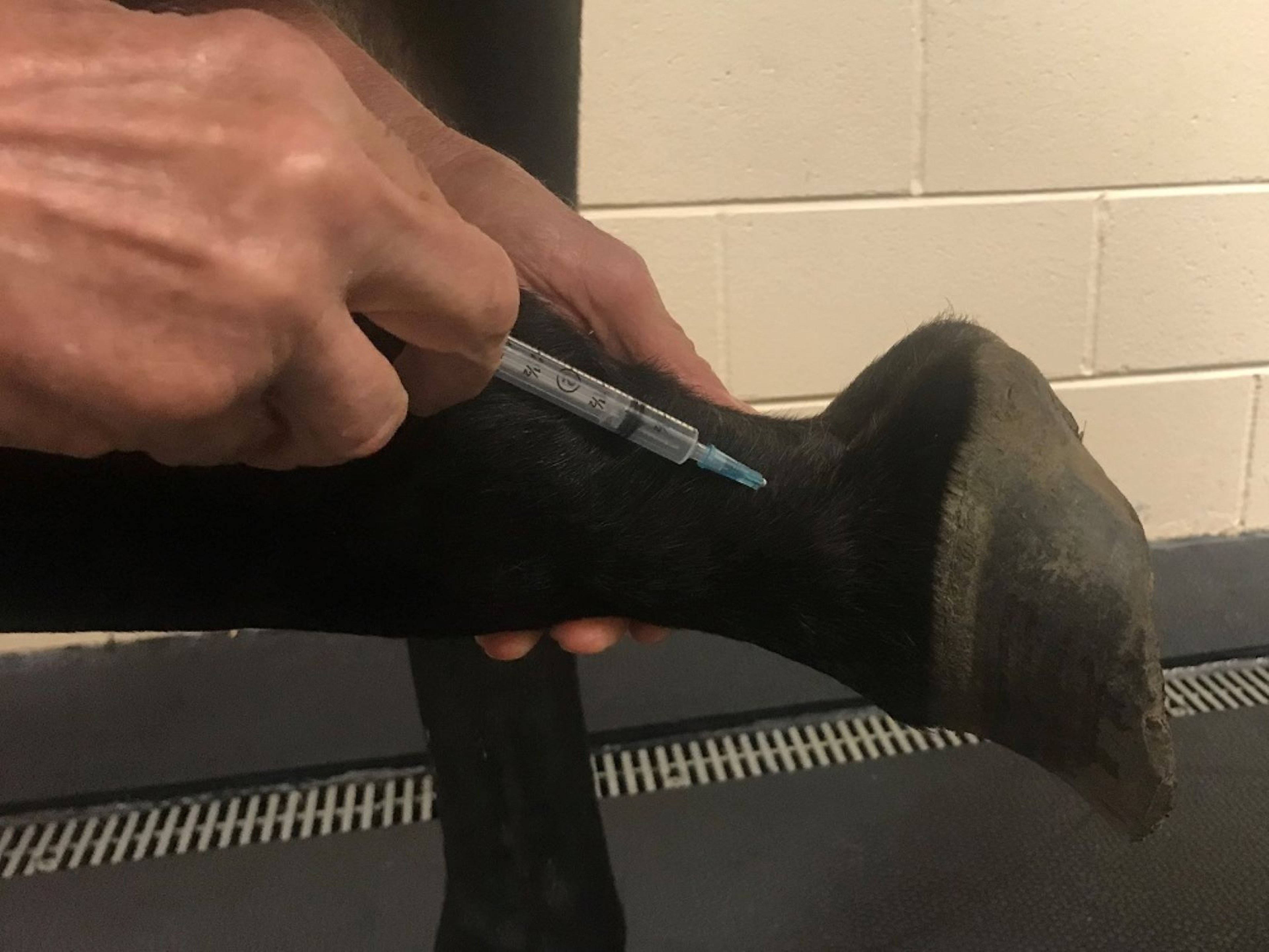 Palmar digital nerve block, horse