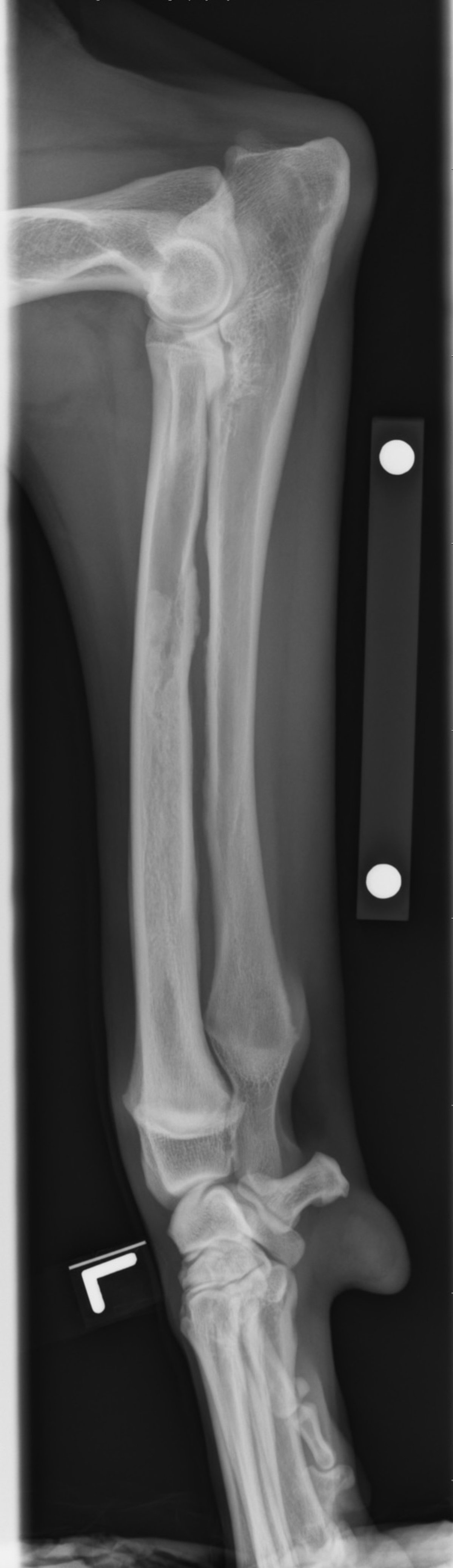 Panosteítis, radiografía, perro