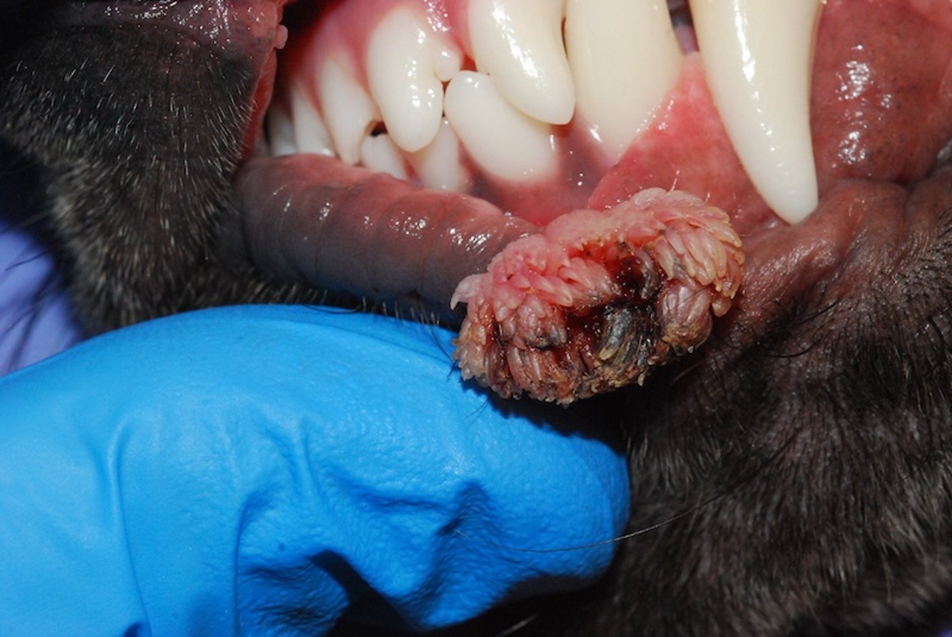 Lesión por papiloma, unión mucocutánea, perro