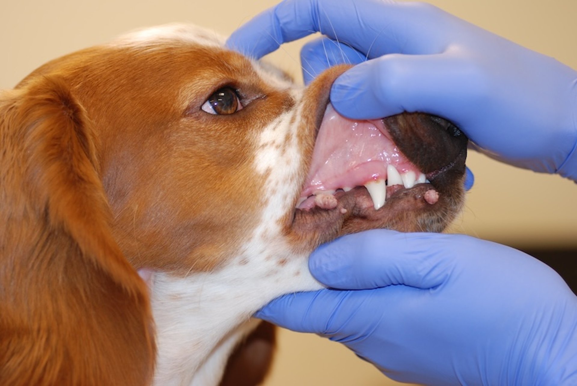 Papilloma lesions, multiple, dog