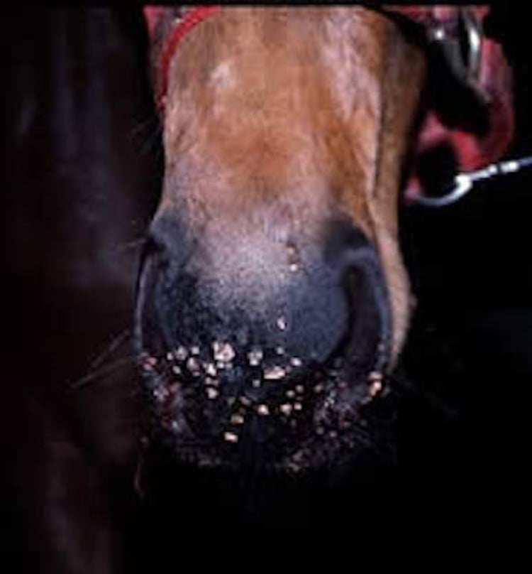 Papilomas, caballo