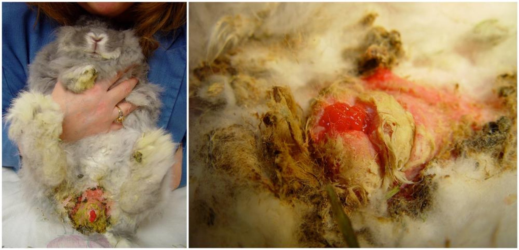 Papilomatosis, conejo