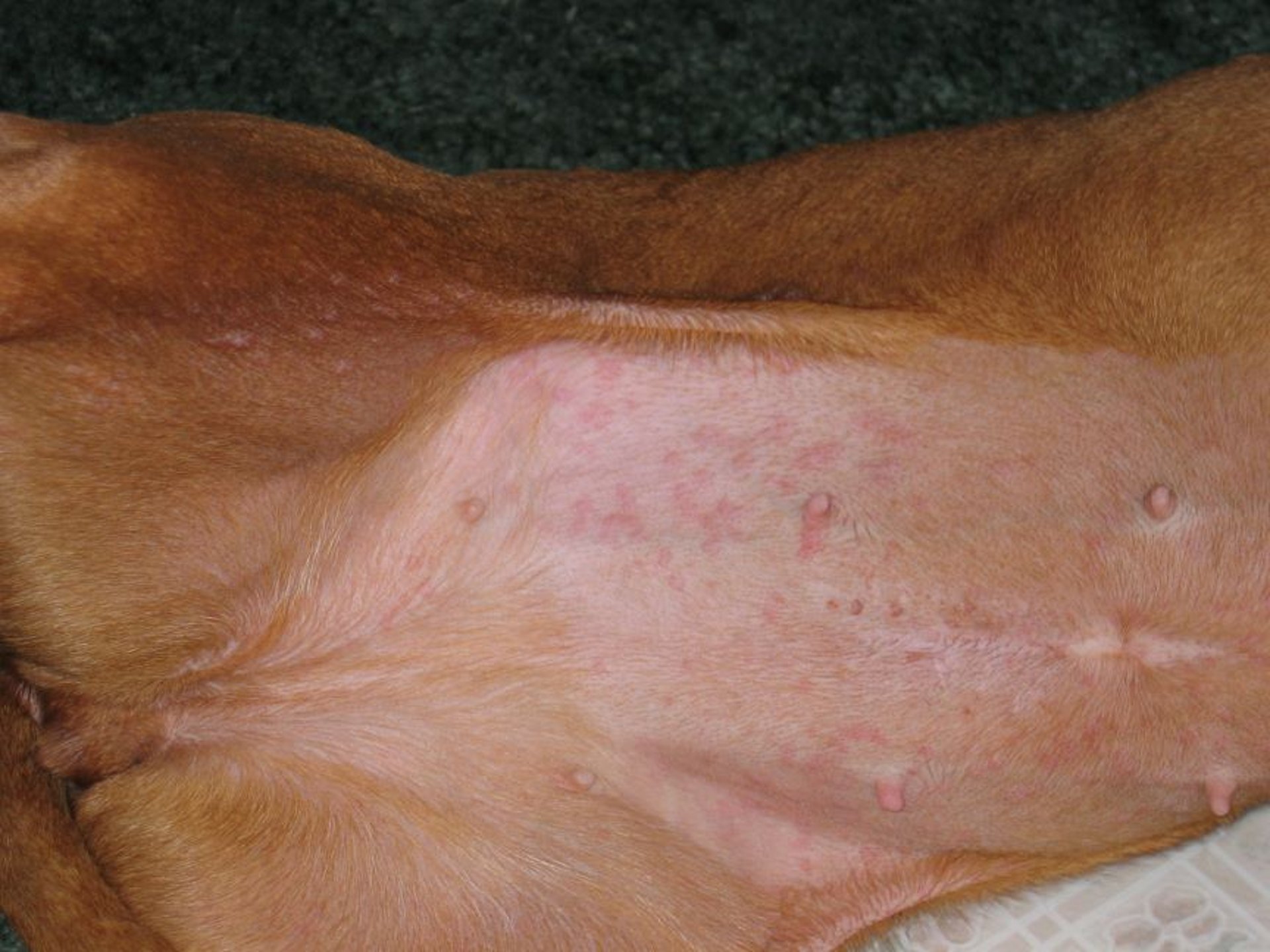 Papules, dog