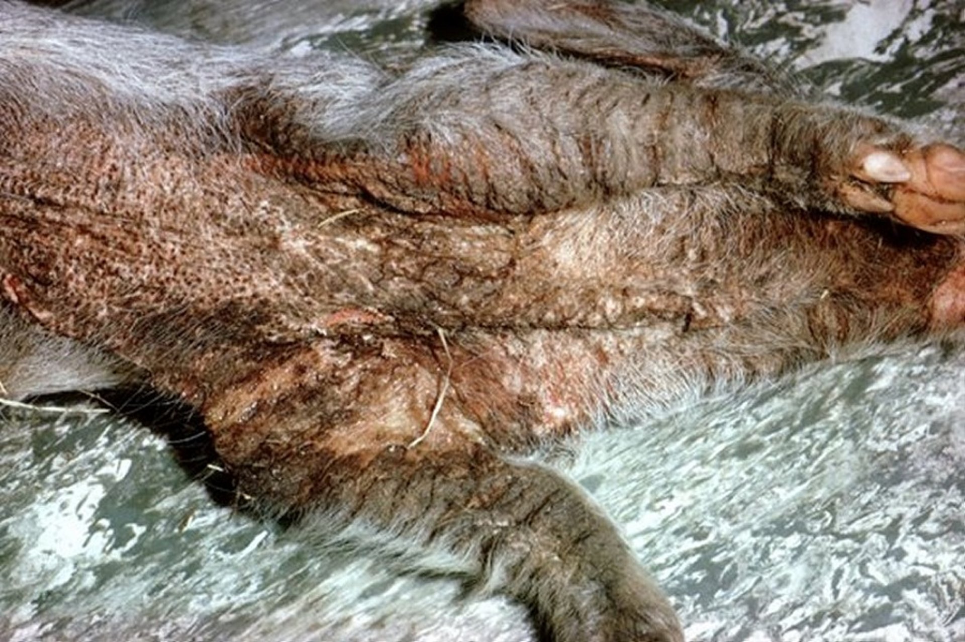 Paraqueratosis, lesiones, porcino