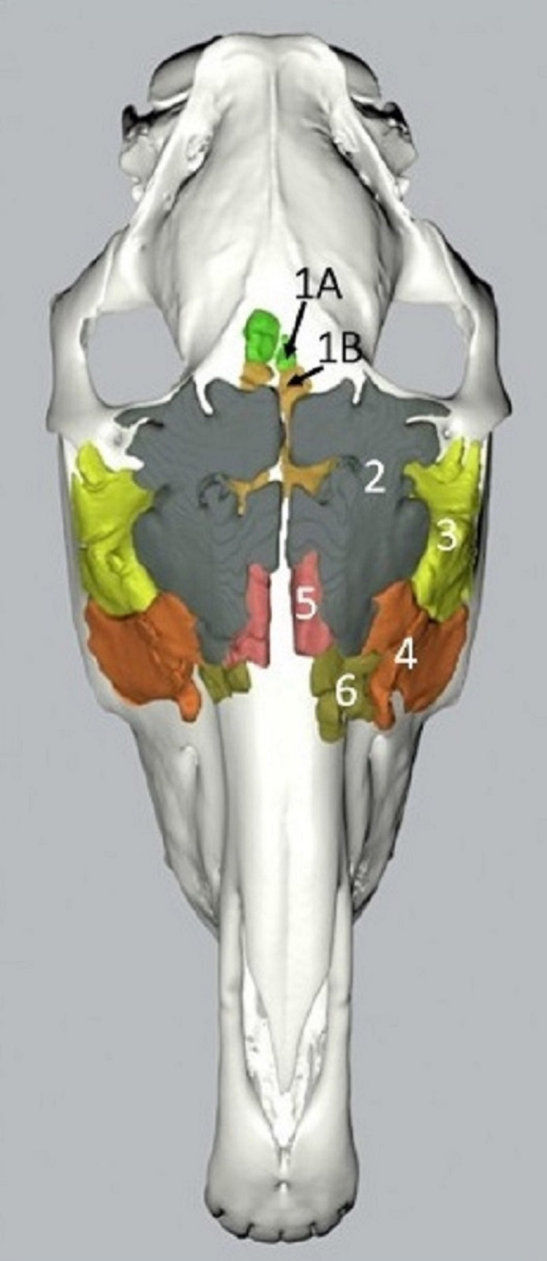 Paranasal sinuses, horse