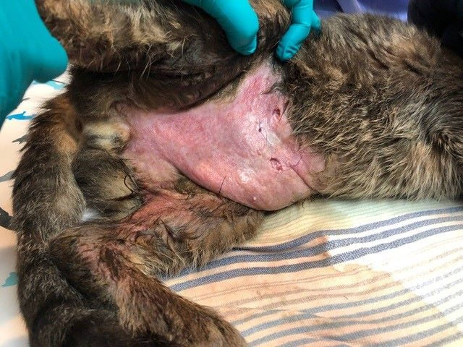 Photo inspiration: Gallery Detail: Image Paraneoplastic Alopecia Cat Merck Veterinary Manual